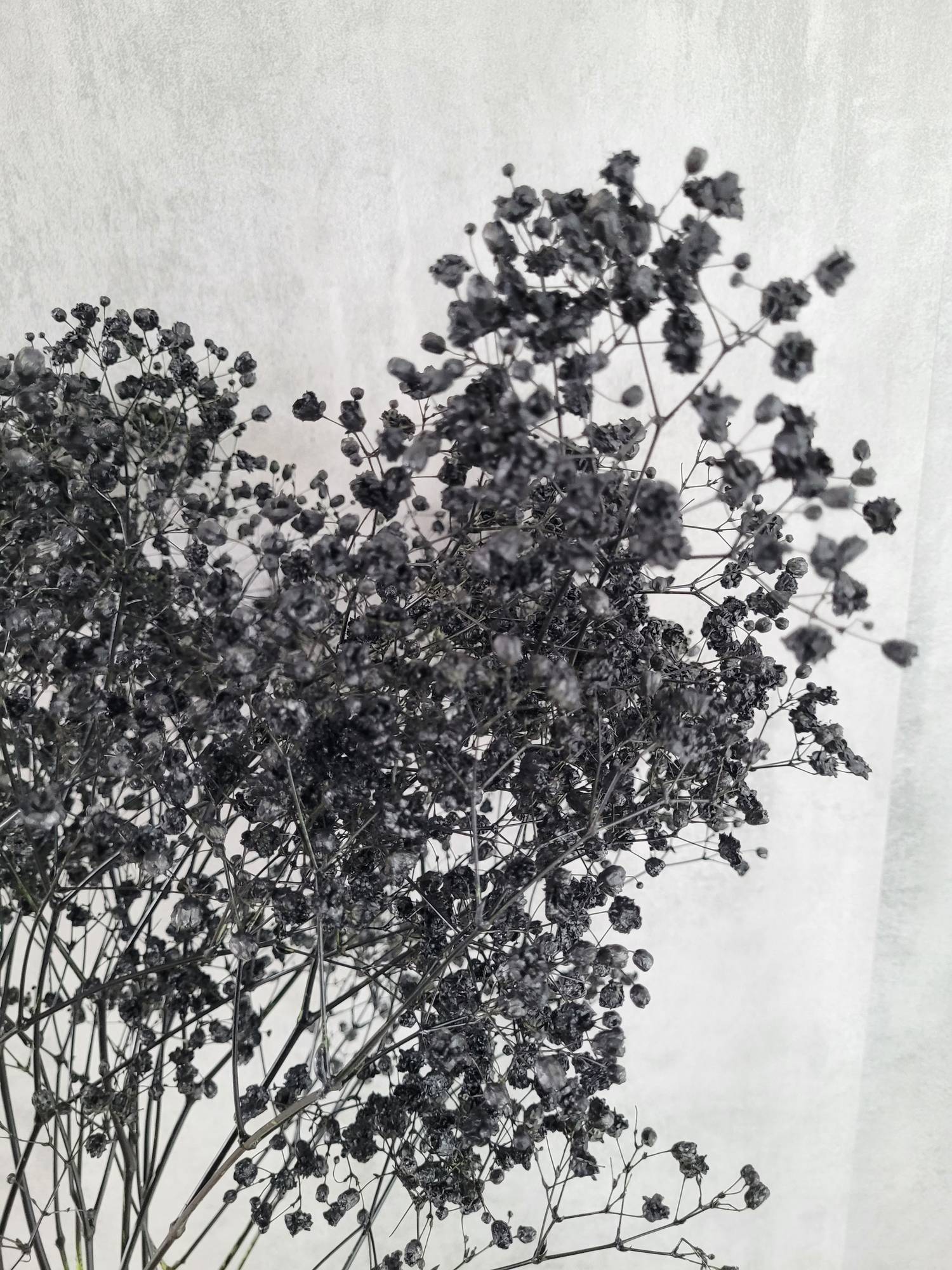 blumigo-schleierkraut-painted-schwarz-schnittblume image 2