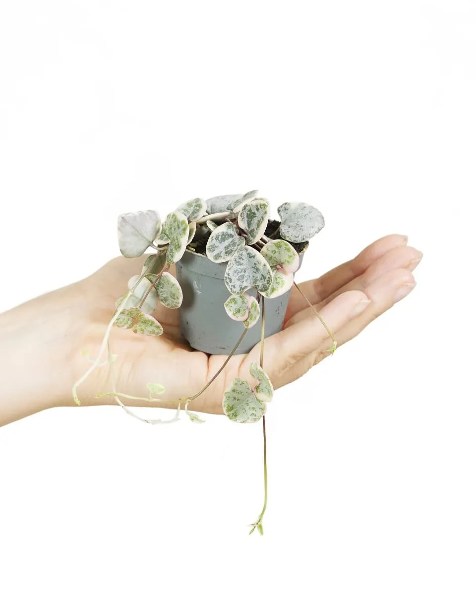 plnts-babyplnts-ceropegia-woodii-variegata-baby-6cm-10cm image 1