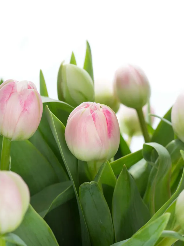 blumigo-tulpen-up-stripe-gef-llte-schnittblume-rosa image 1