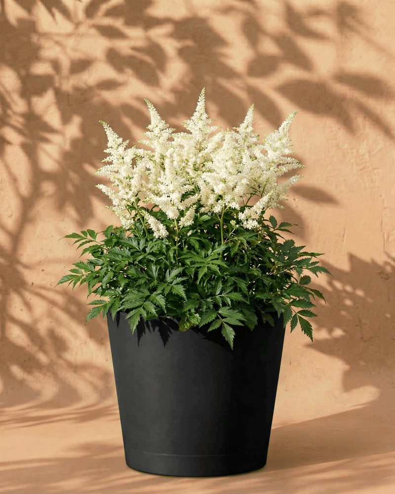 feey-amsterdam-astilbe-gartenpflanzen-wei-3-st-ck image 6