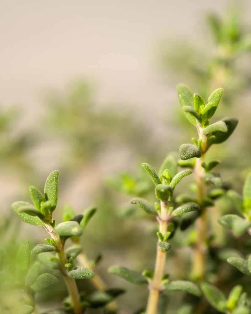feey-amsterdam-thymian-kr-uterpflanze-ohne-topf-winterhart image 6