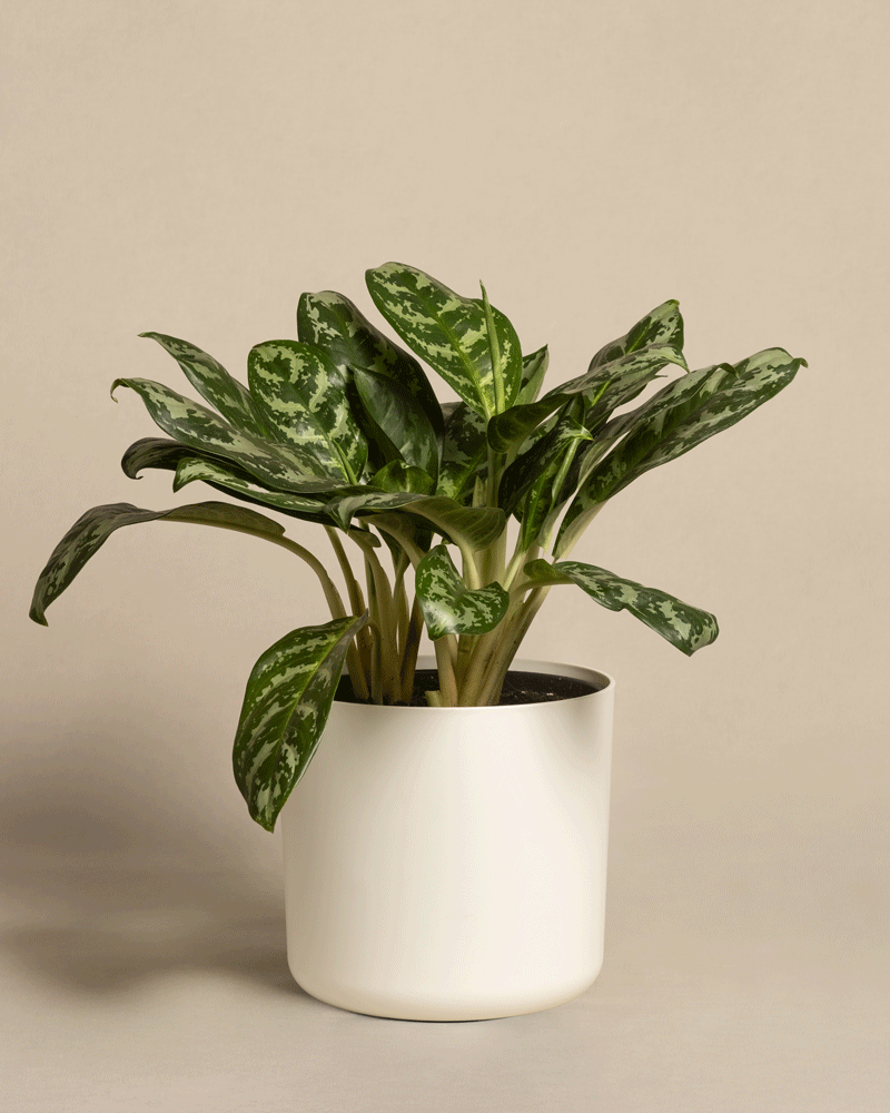 feey-variado-aglaonema-amazon-silver-zimmerpflanze-gross image 7