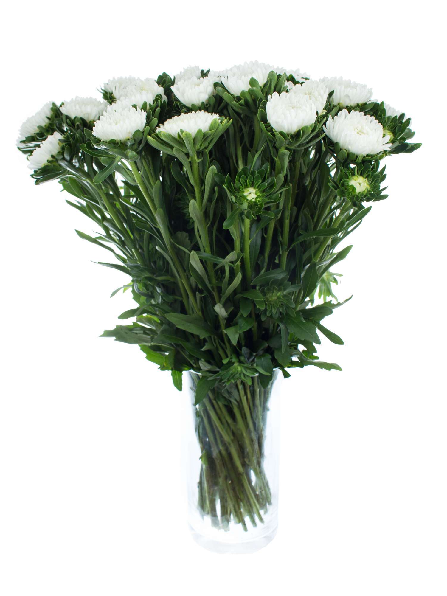 blumigo-sommerastern-wei-schnitt-astern-herbstdeko-frisch image 2