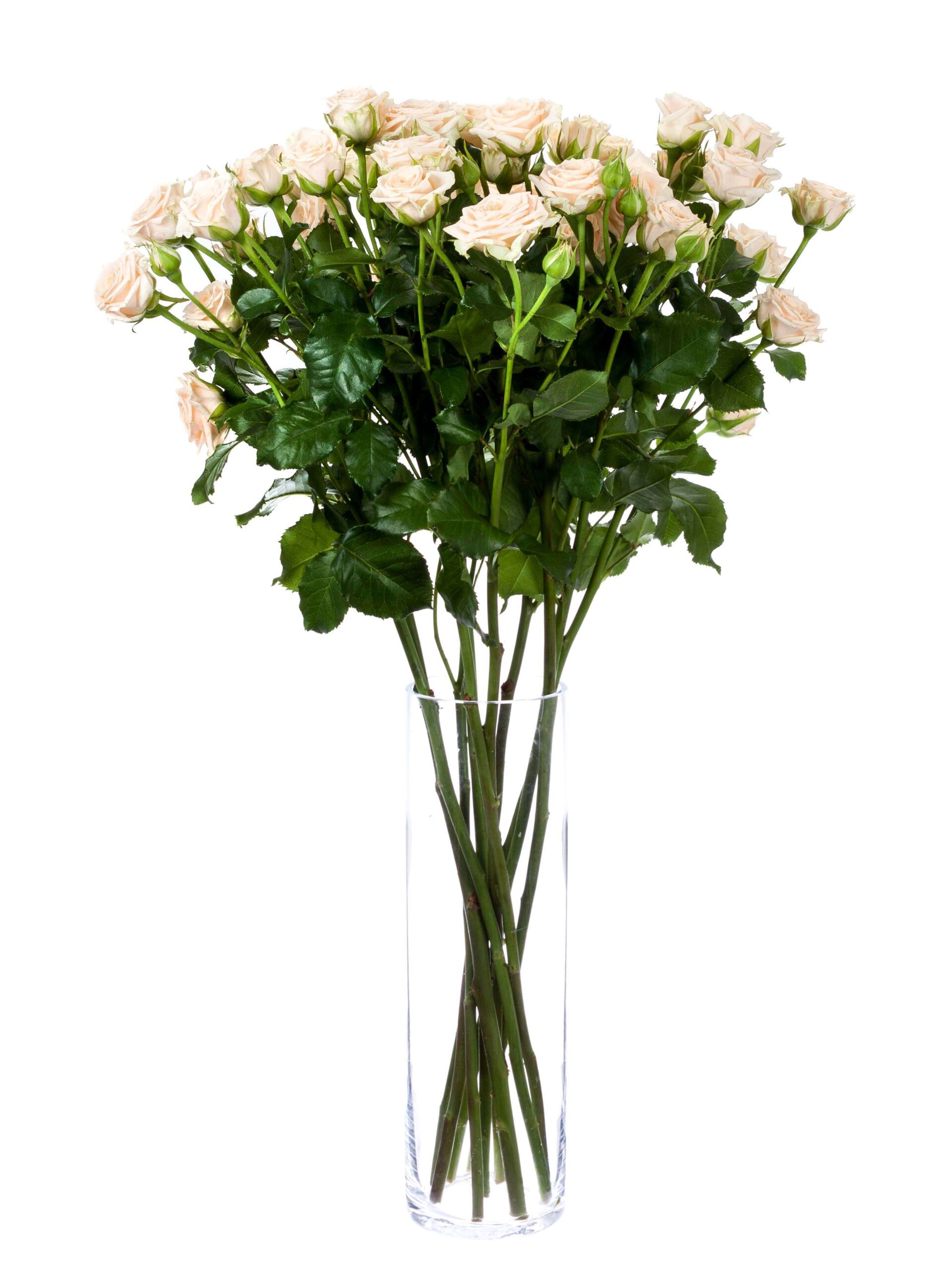 blumigo-rosen-tanja-verzweigte-rose-creme image 2