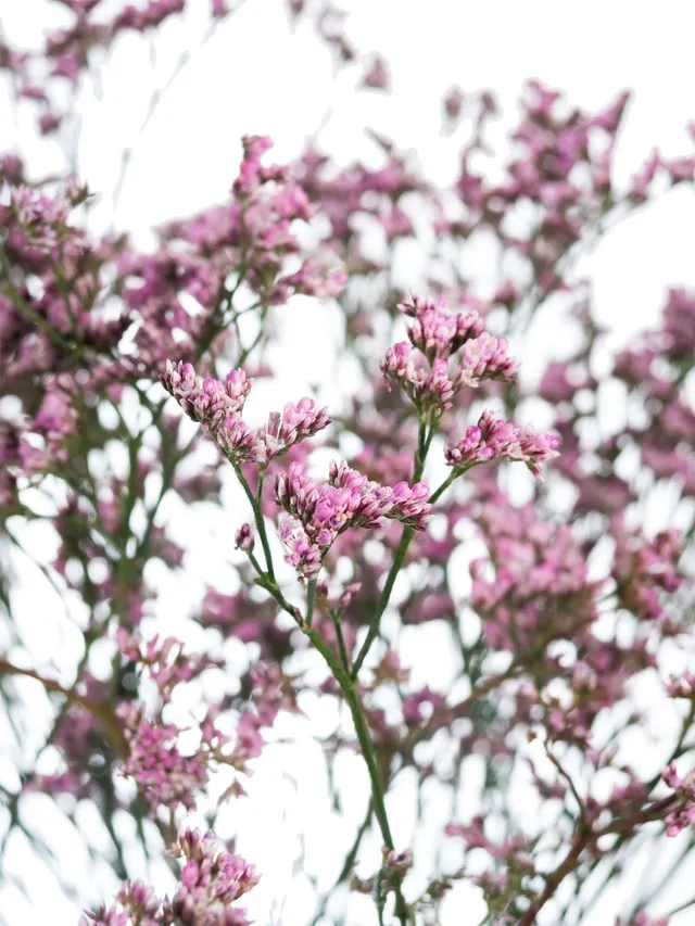 blumigo-zweige-strandflieder-limonium-lilac-lila-stiel image 1