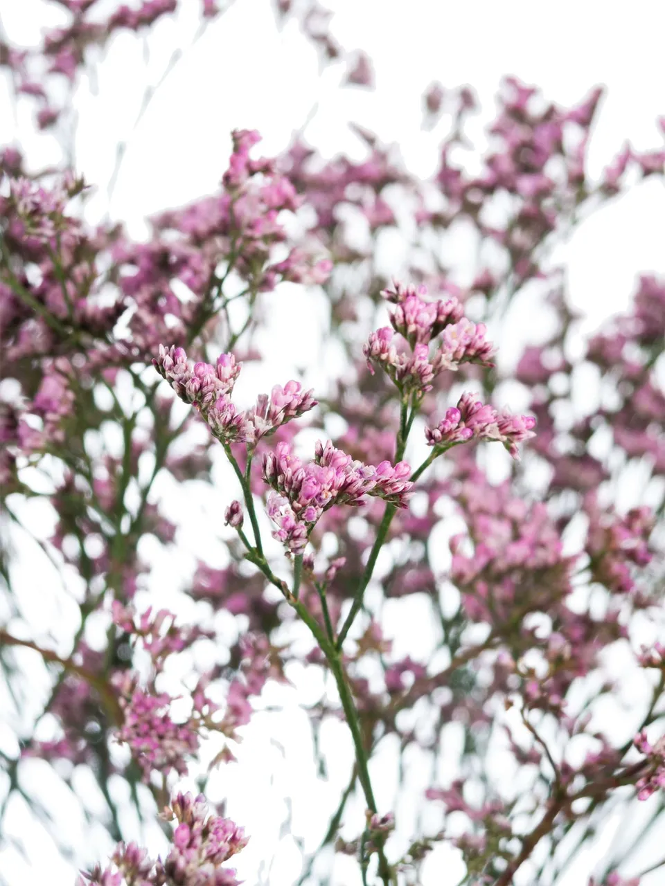 blumigo-zweige-strandflieder-limonium-lilac-lila-stiel image 1