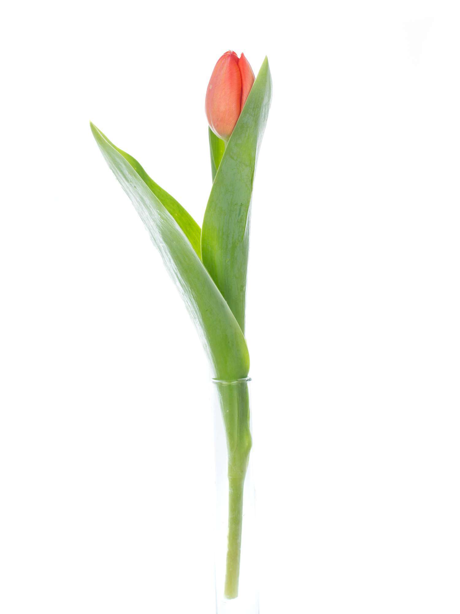 blumigo-tulpen-ad-rem-schnittblumen-orange image 3