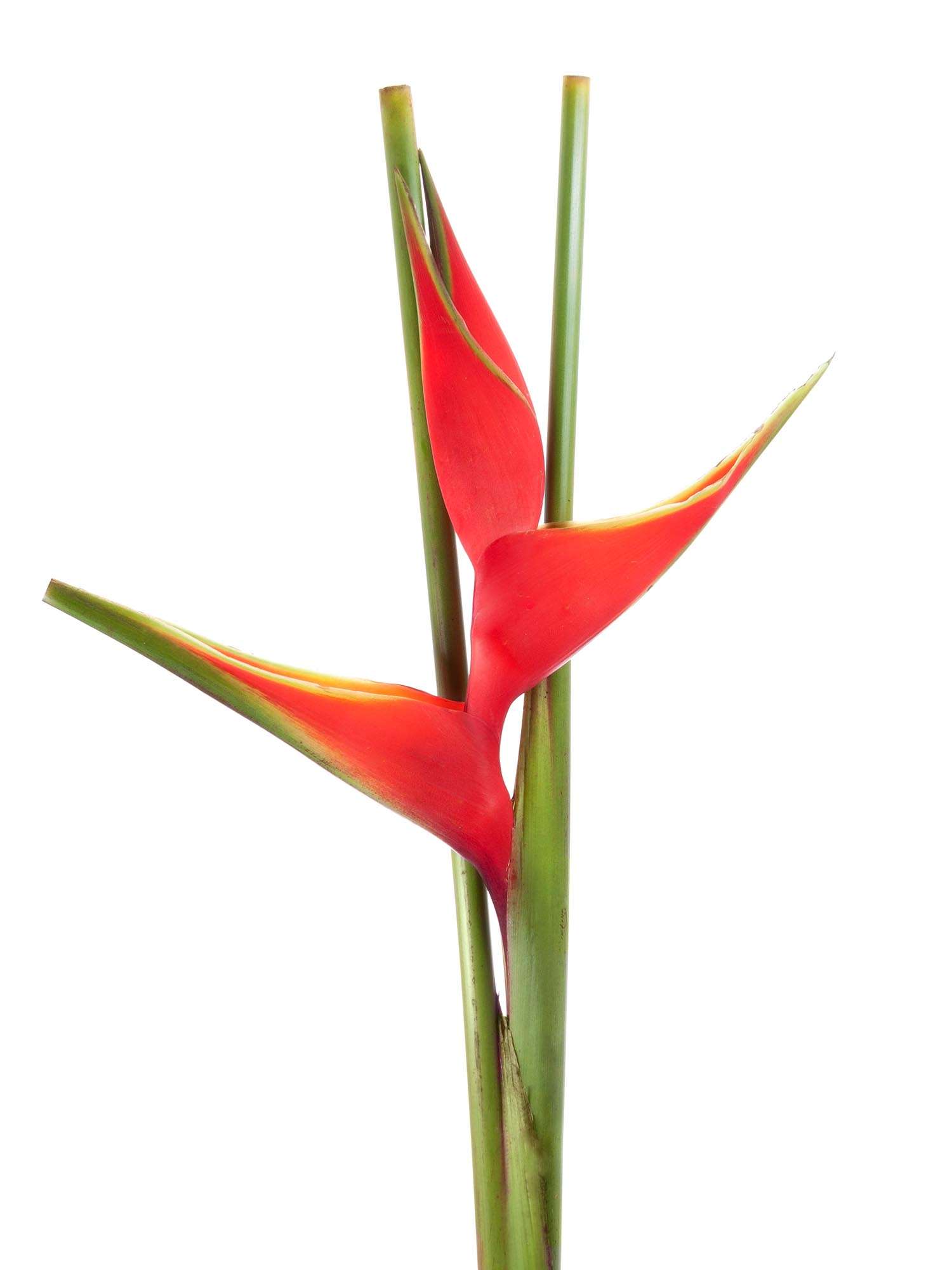 blumigo-blattwerk-helikonie-bihai-rot-stiel image 1