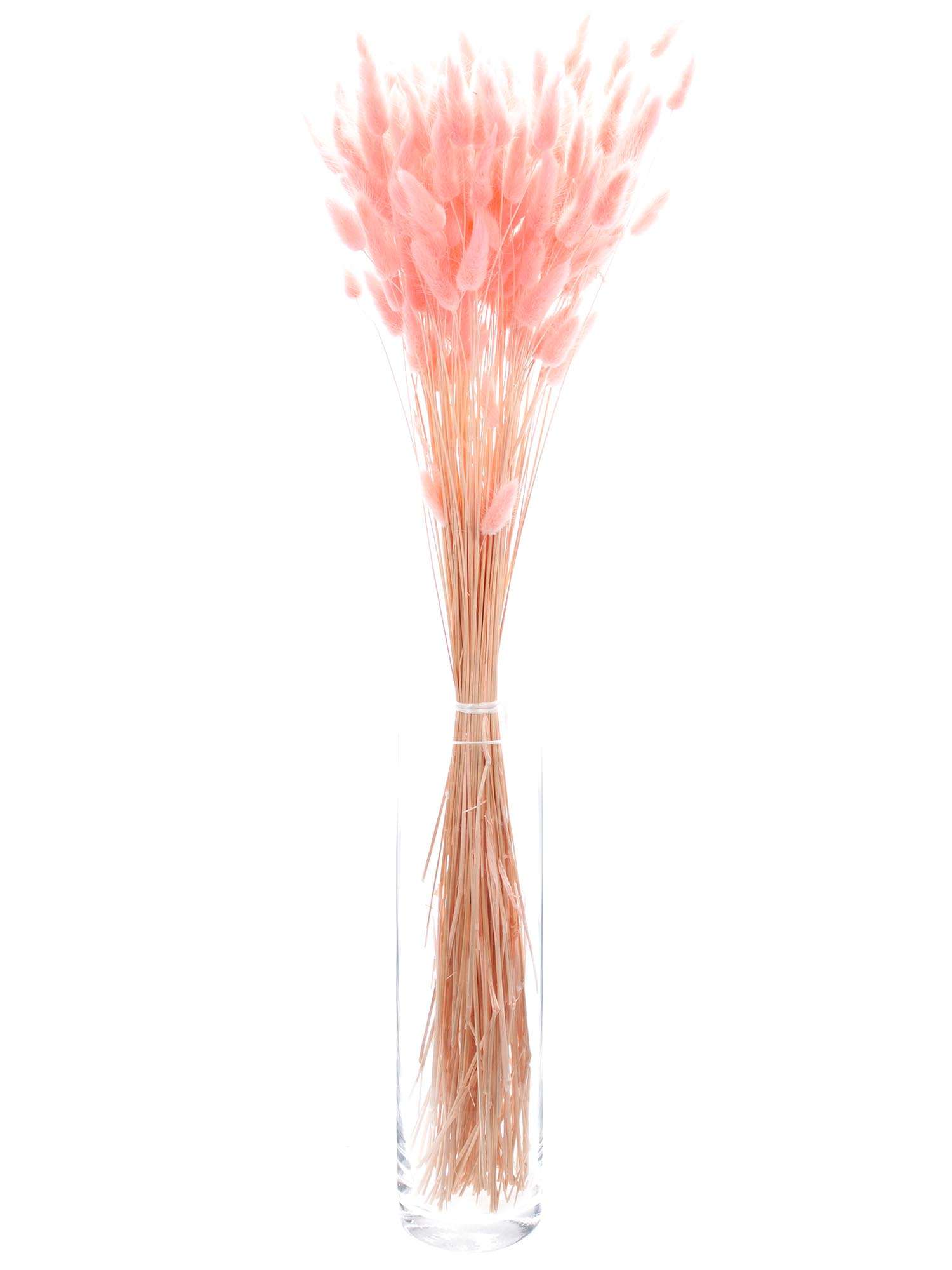 blumigo-trockenblumen-lagurus-samtgras-rosa-getrocknet image 3