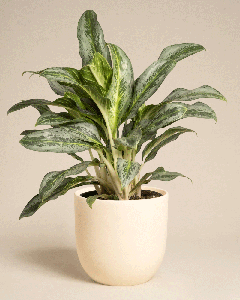 feey-variado-aglaonema-emerald-stone-zimmerpflanze-ohne-bertopf image 8