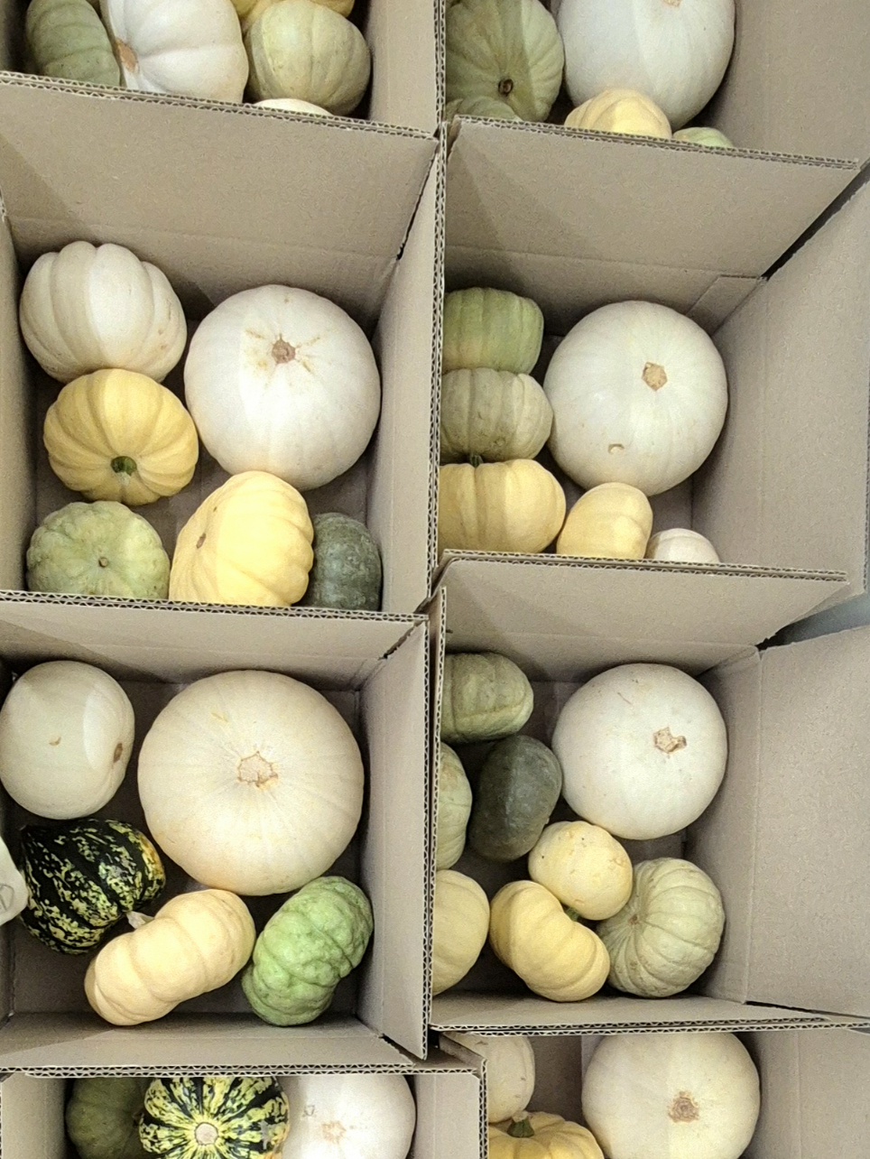 blumigo-berraschungsmixe-rette-uns-k-rbisbox-blumenbox image 2