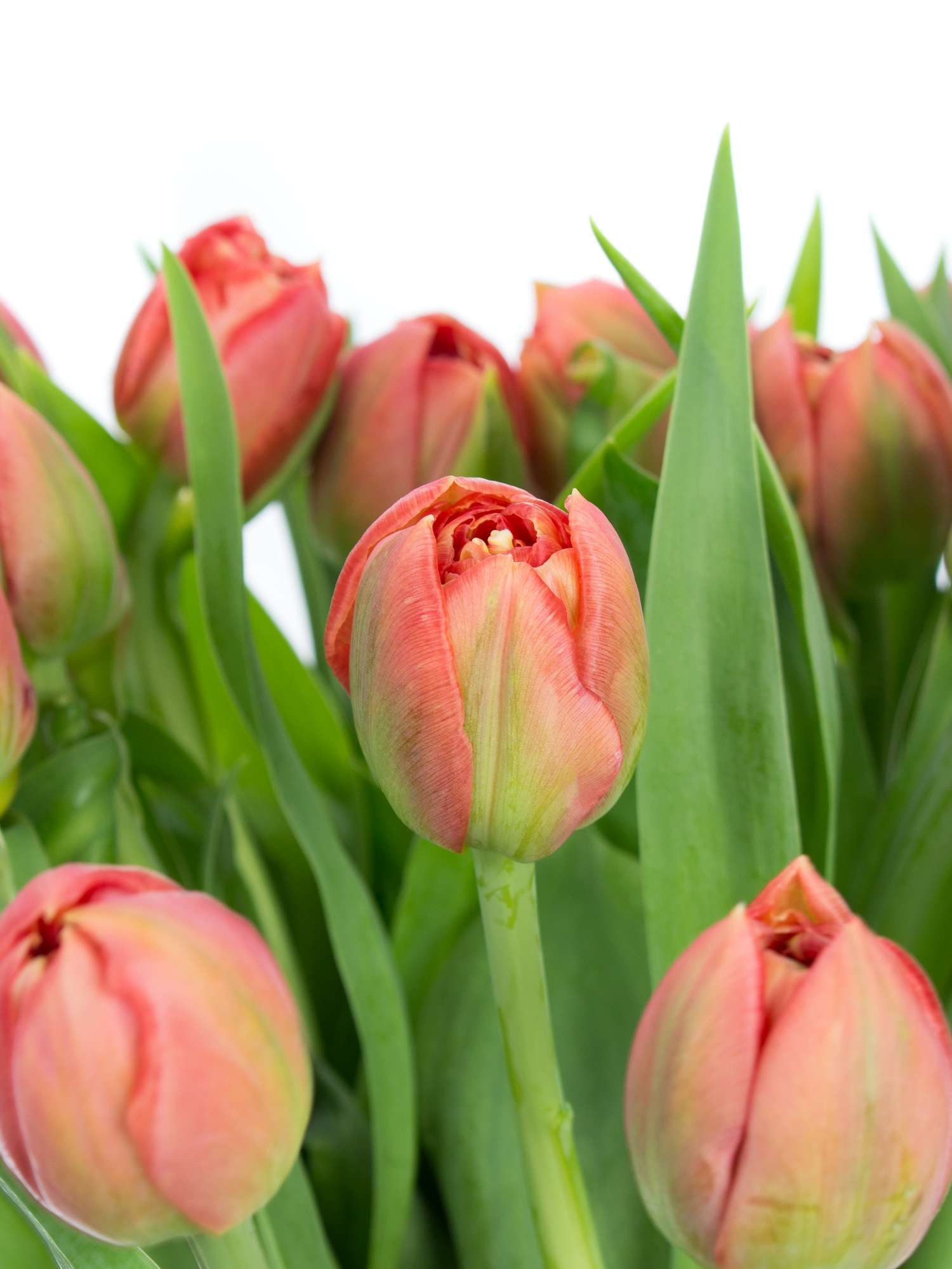 blumigo-tulpen-copper-image-gef-llt-schnittblume-dunkel-lachs image 1