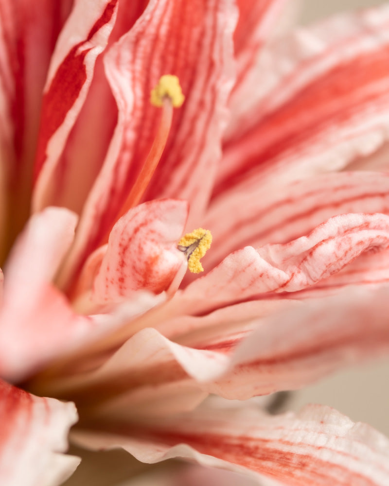 feey-amsterdam-amaryllis-blumenzwiebel-ohne-bertopf-winterbl-her image 6