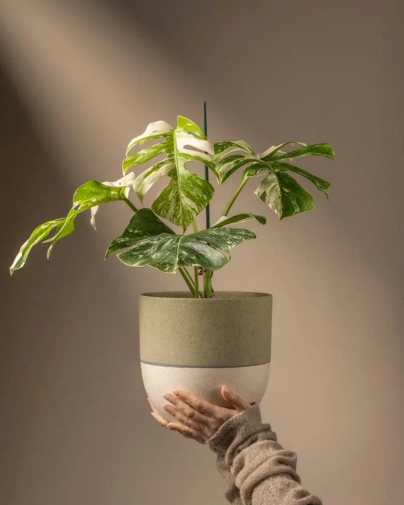 feey-variado-monstera-deliciosa-variegata-zimmerpflanze-panaschiert image 1