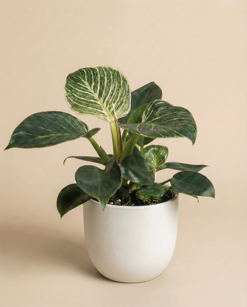 feey-variado-philodendron-birkin-zimmerpflanze-ohne-bertopf image 5