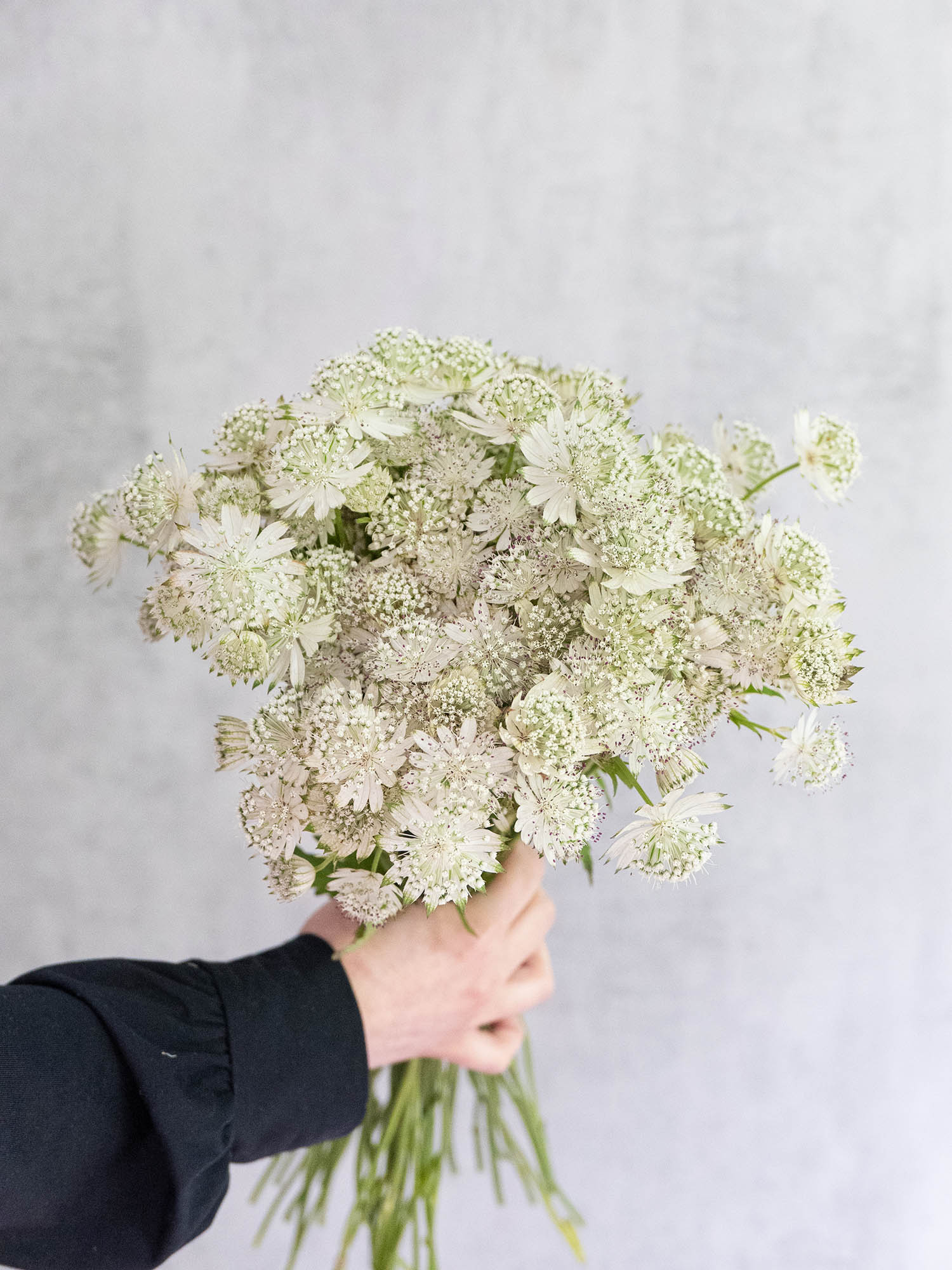 blumigo-blattwerk-astrantia-billion-stars-gr-n-silberne-sterndolde-stiel image 4