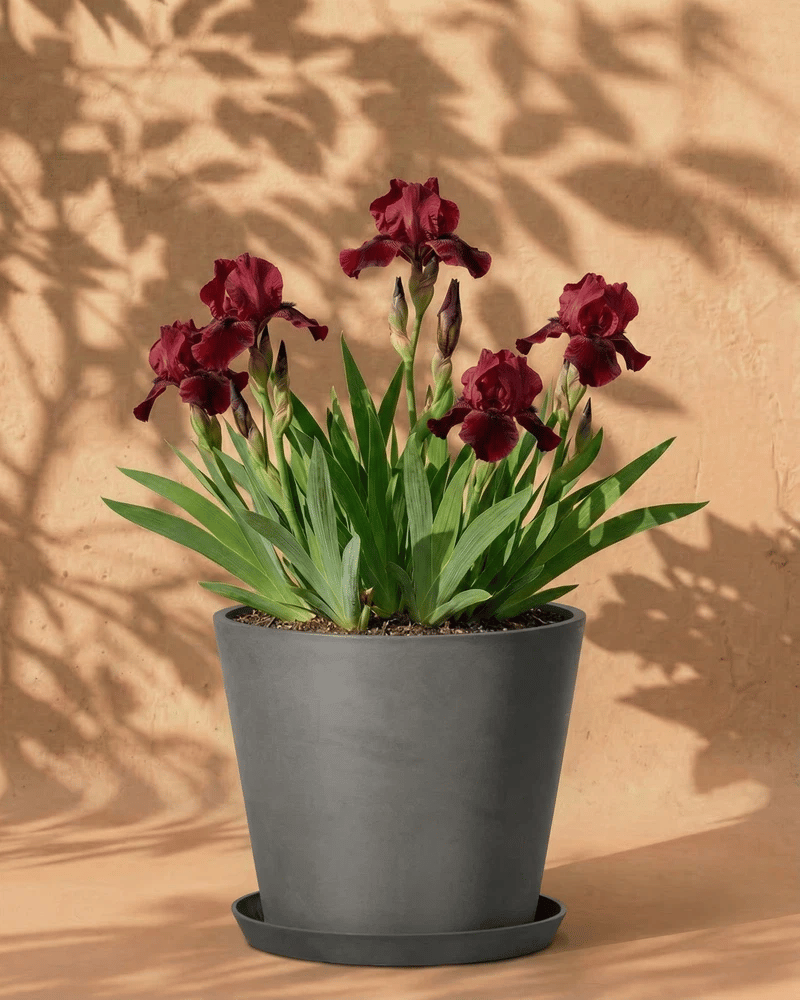 feey-amsterdam-iris-rot-blumenzwiebeln-4er-winterhart image 7