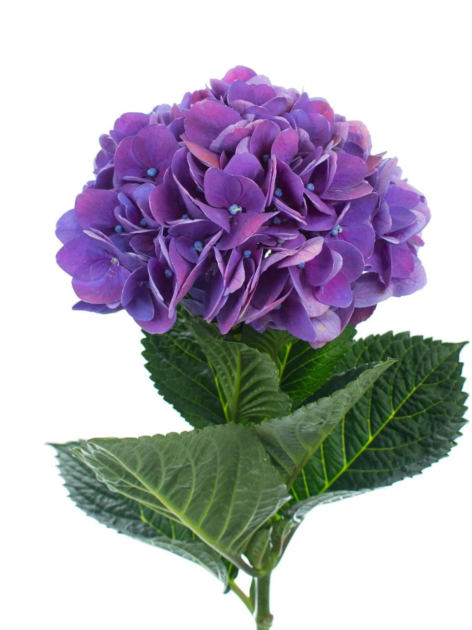 blumigo-hortensien-magical-crimson-lila-schnittblume image 1