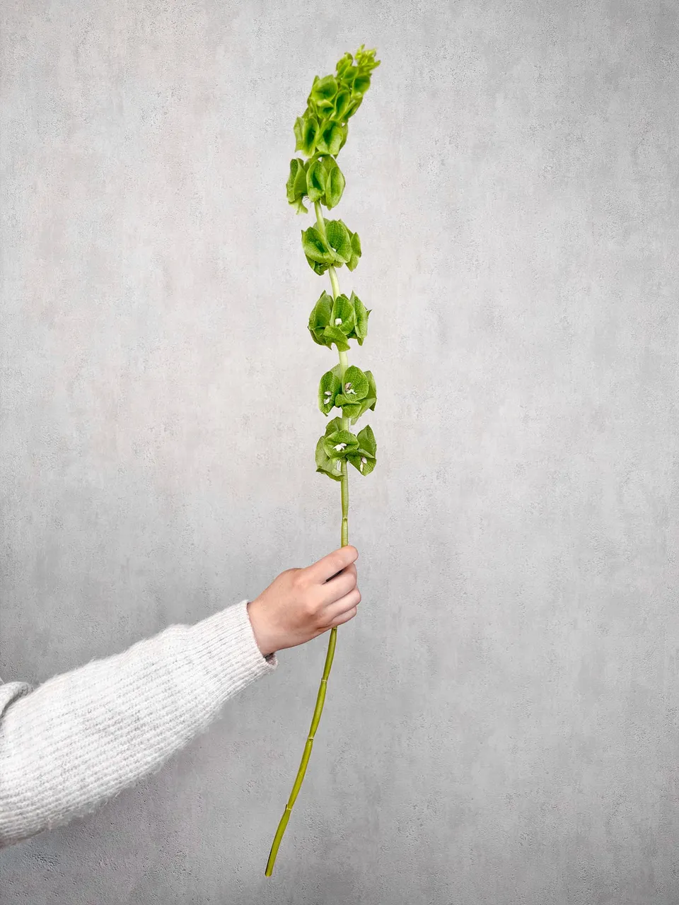 blumigo-moluccella-muschelblumen-schnittgr-n-gr-n image 1