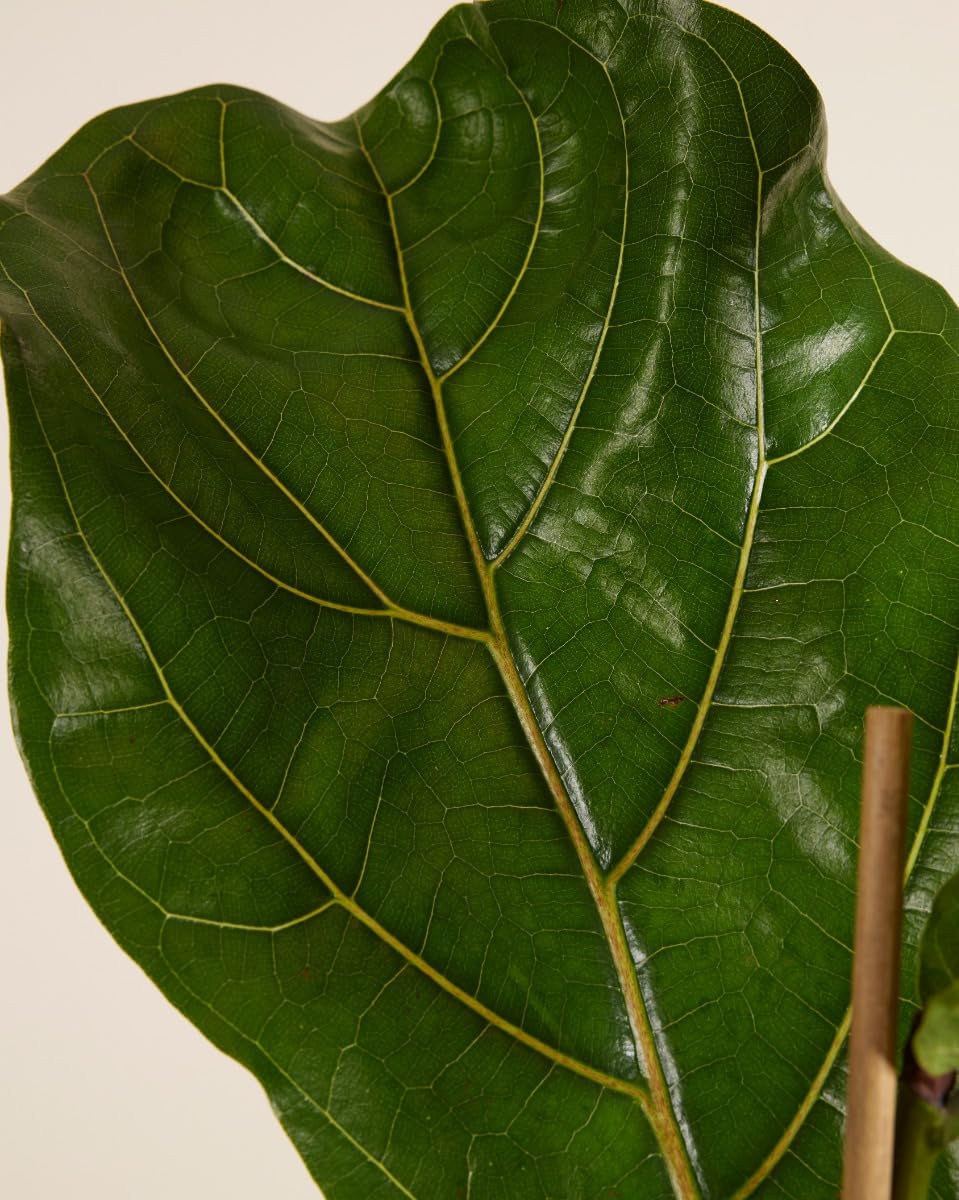 plnts-rareplnts-ficus-lyrata-geigenfeige-110-cm-21-cm-topf image 3