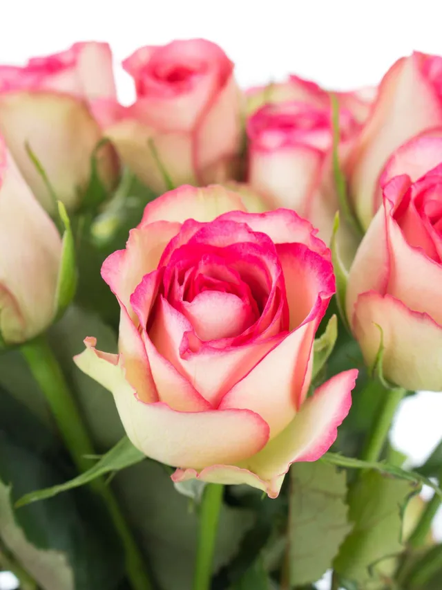 blumigo-rosen-glow-creme-pink-schnittrose image 1