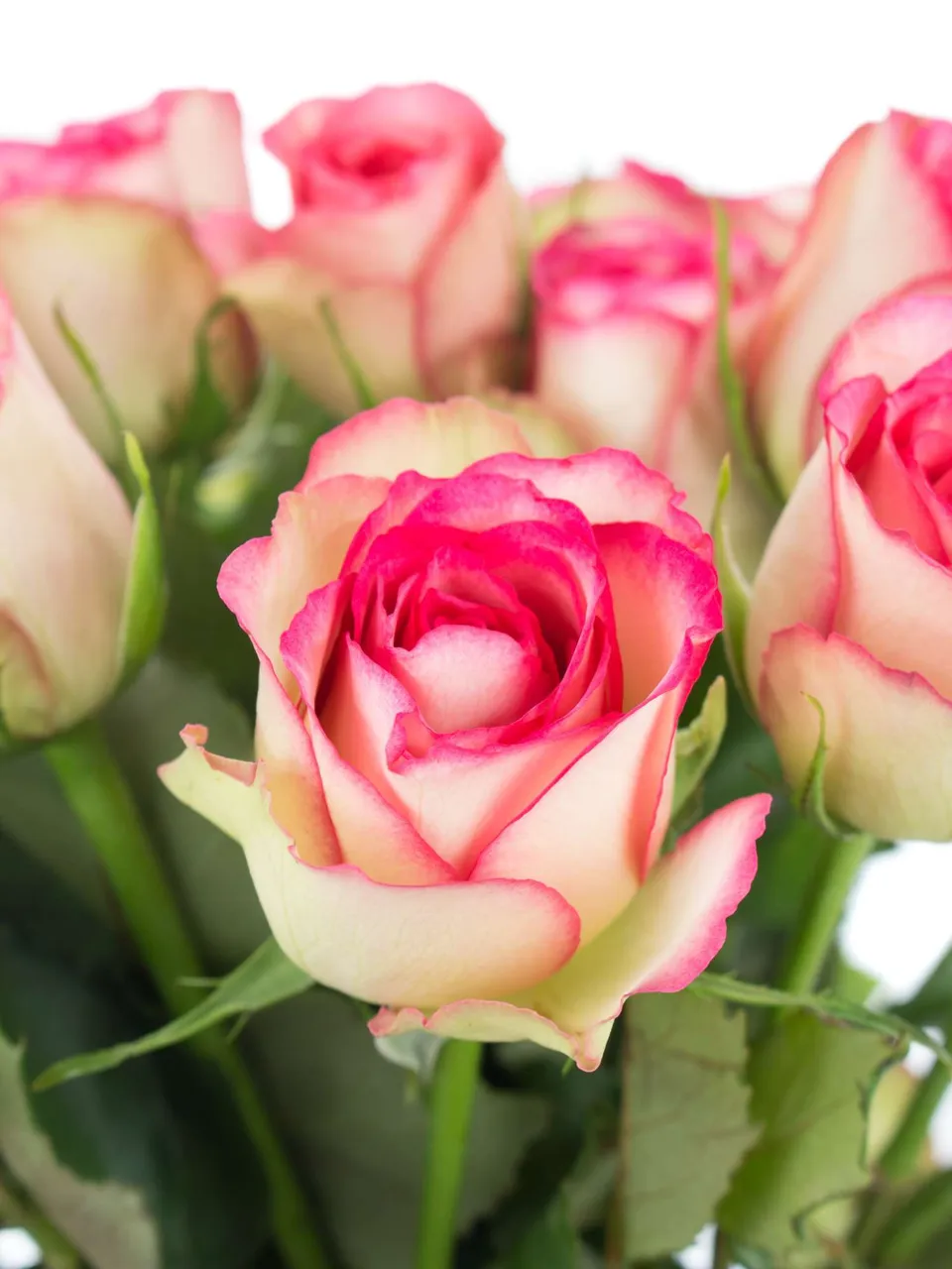 blumigo-rosen-glow-creme-pink-schnittrose image 1