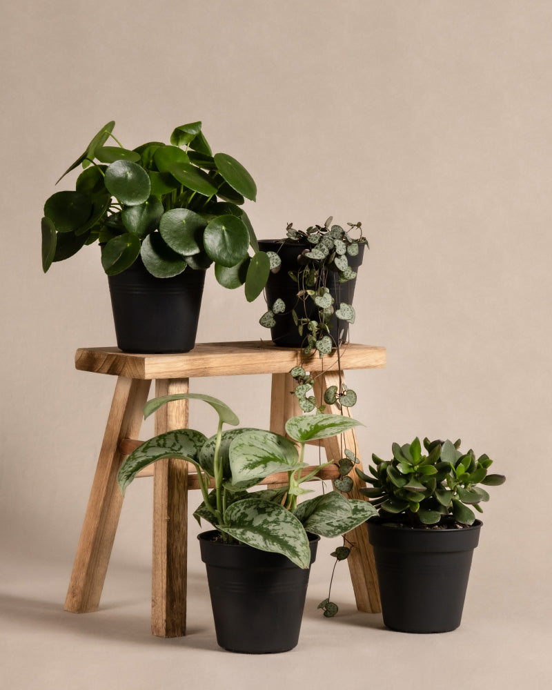 feey-variado-pflanzen-set-regal-4er-ohne-bertopf-halbschattig image 3