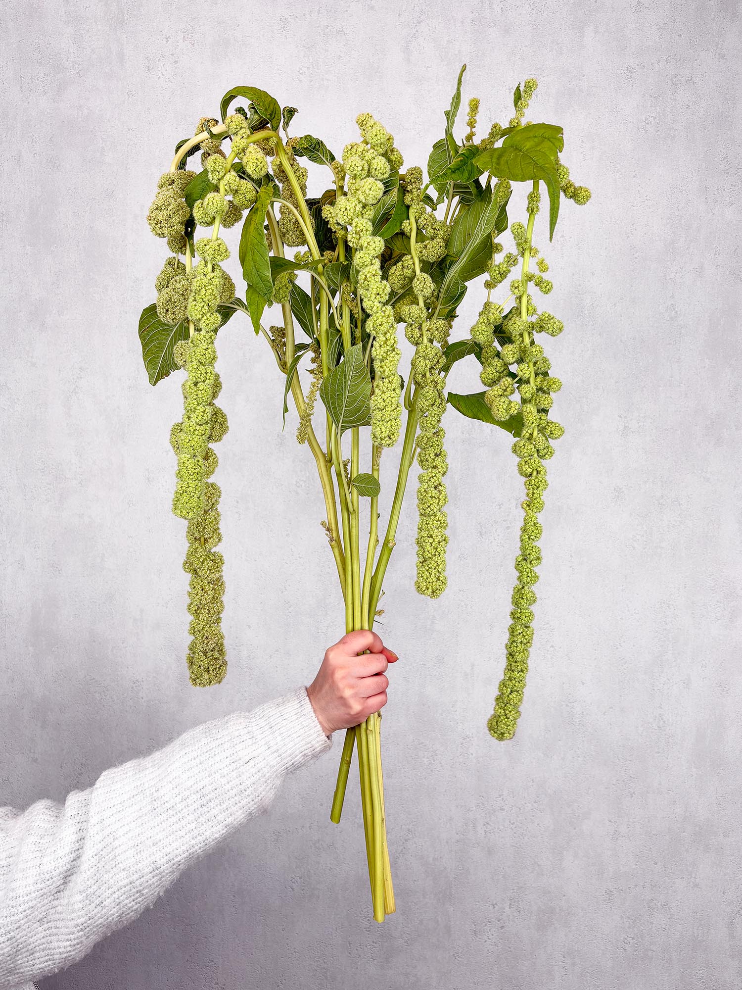 blumigo-blattwerk-und-bindegr-n-amaranthus-cyclop-gr-n-h-ngend image 2