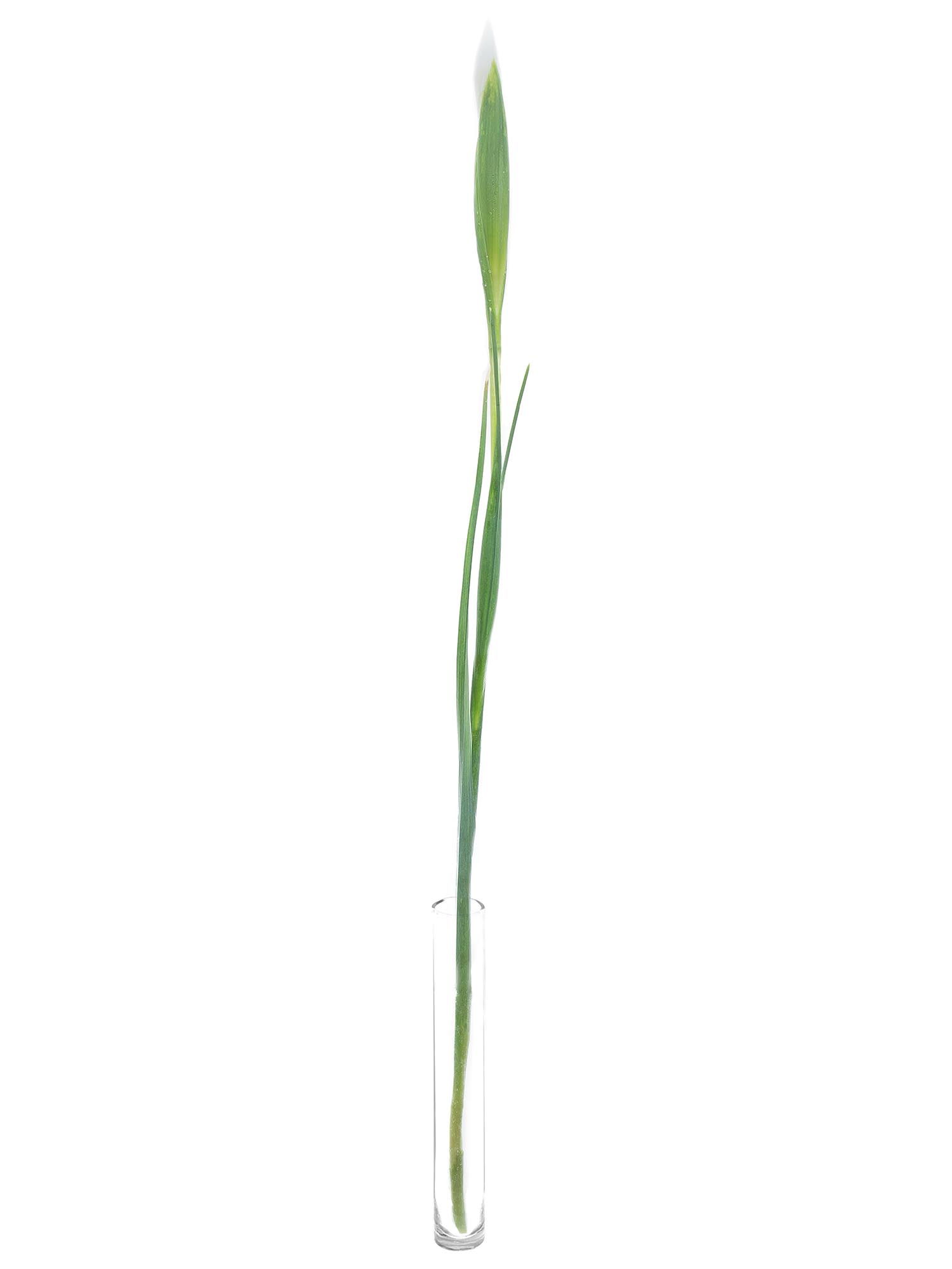 blumigo-blattwerk-iris-casablanca-wei-schnittblume image 5