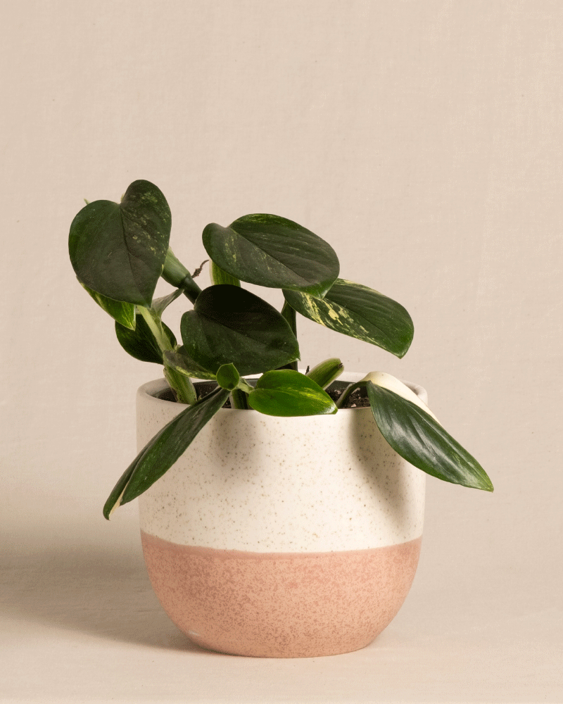 feey-variado-monstera-standleyana-zimmerpflanze-ohne-bertopf image 5