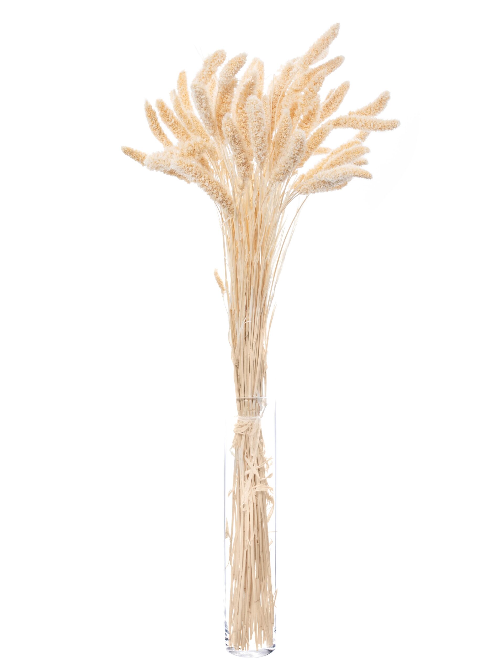blumigo-setaria-borstenhirse-trockenblumen-caramel-creme image 3