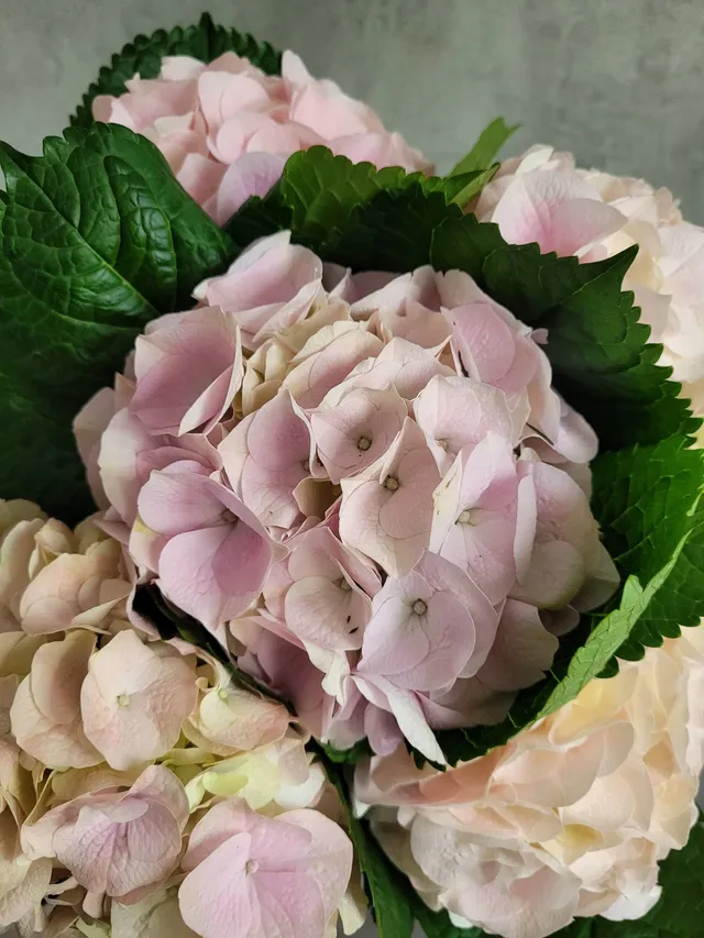 blumigo-magical-my-beautiful-pink-touch-hortensie-rosa image 1