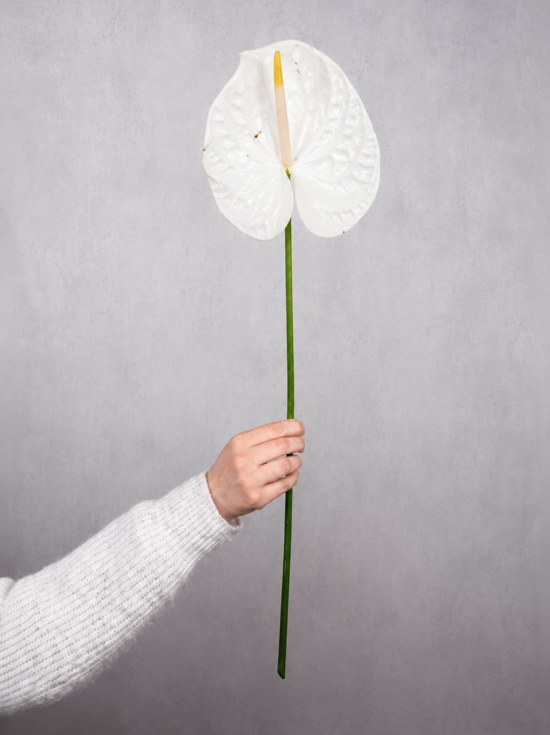 blumigo-blattwerk-und-bindegr-n-anthurie-adina-wei-exotisch image 1
