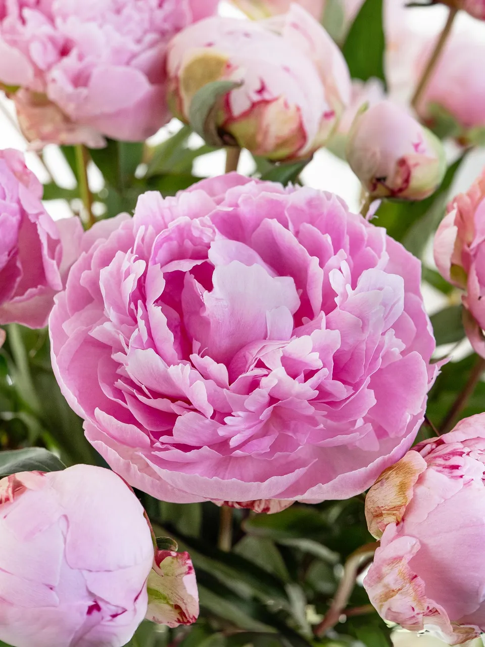 blumigo-pfingstrosen-sarah-bernhardt-schnittblume-rosa image 1