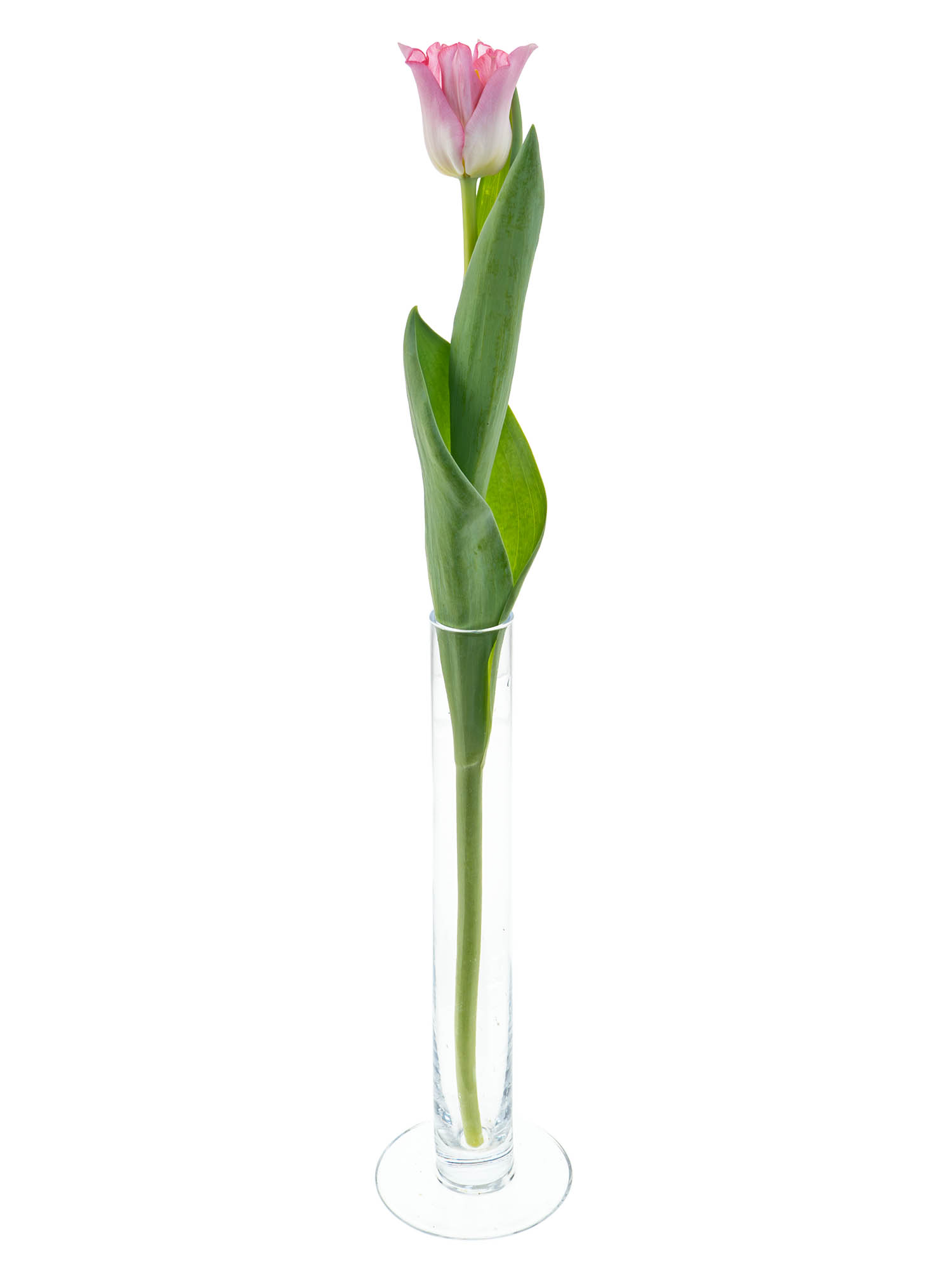blumigo-tulpen-crown-of-dynasty-schnittblumen-rosa-kelchf-rmig image 4