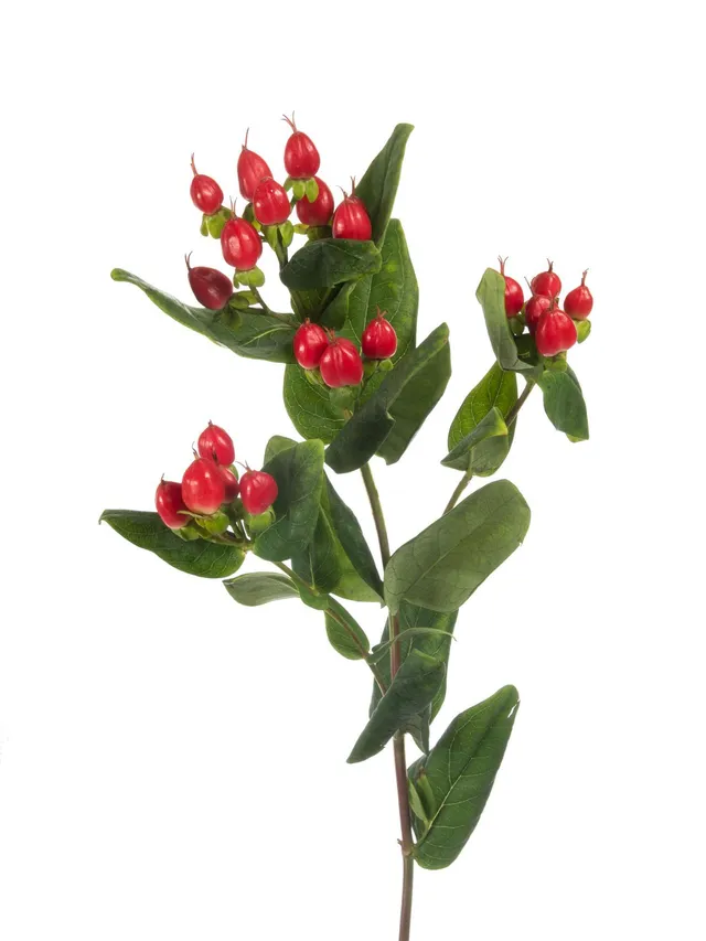 blumigo-exklusives-greenery-hypericum-coco-diablo-schnittgr-n-rot image 1