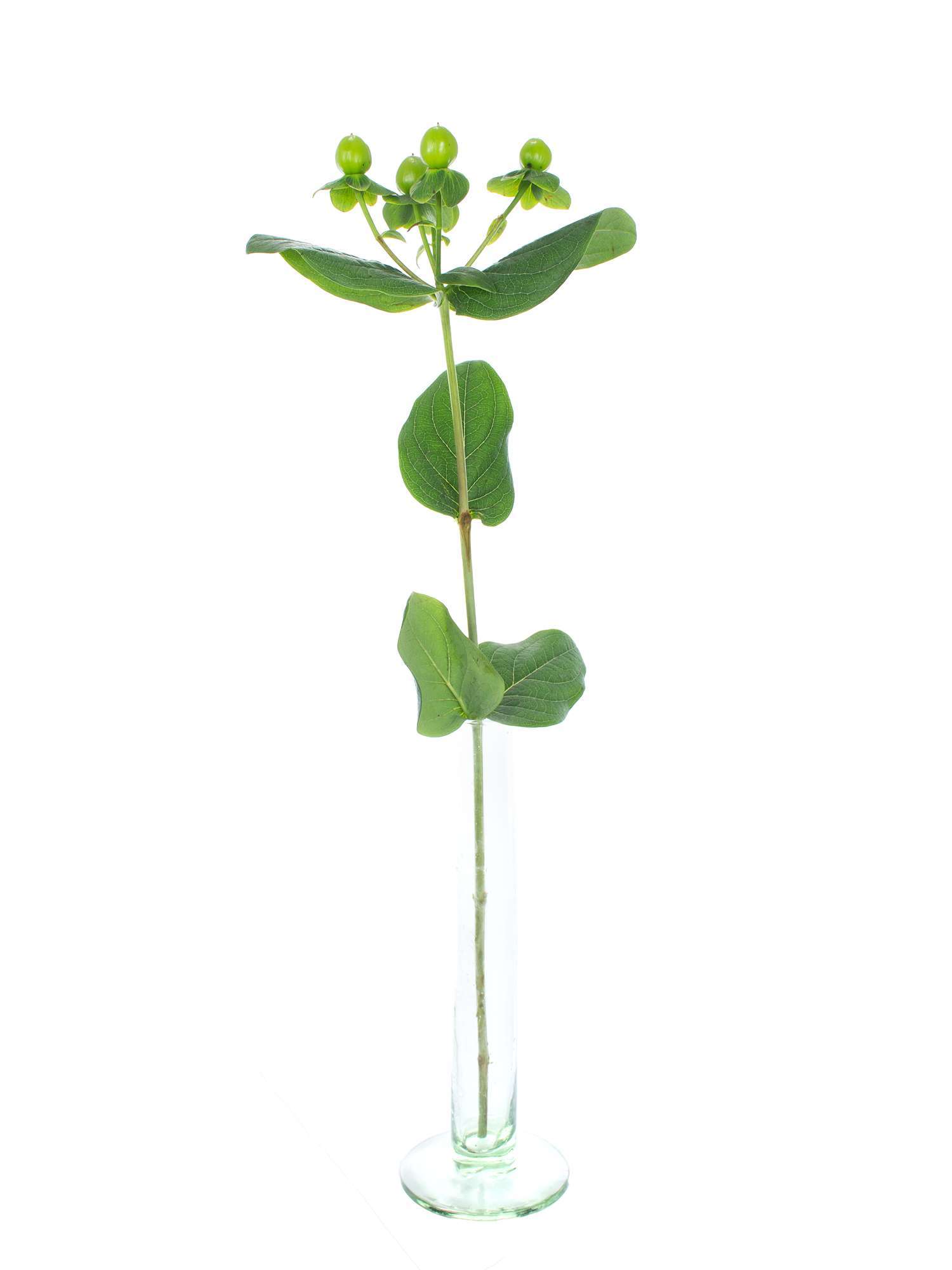 blumigo-exklusives-greenery-coco-bamboo-hypericum-gr-n image 3