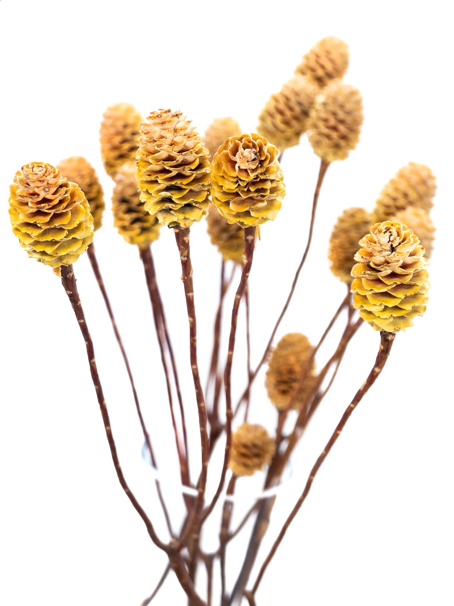 blumigo-trockenblumen-leucadendron-sabulosum-natur-mit-zapfen image 3