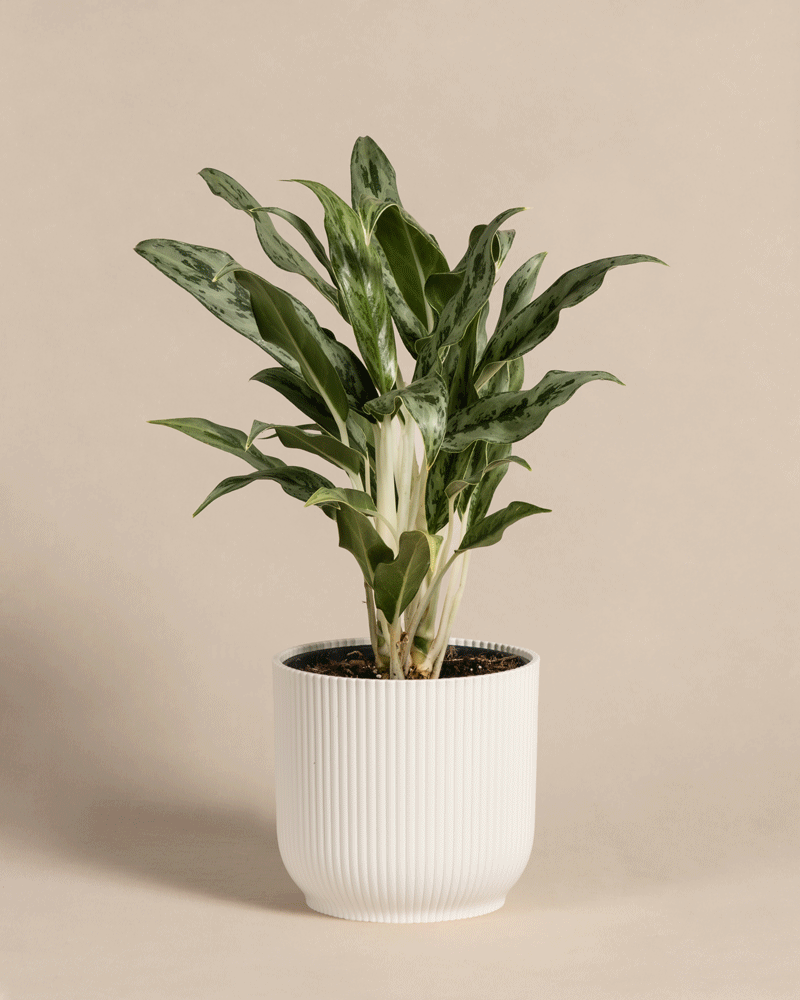 feey-variado-aglaonema-greyhound-kolbenfaden-ohne-topf image 8
