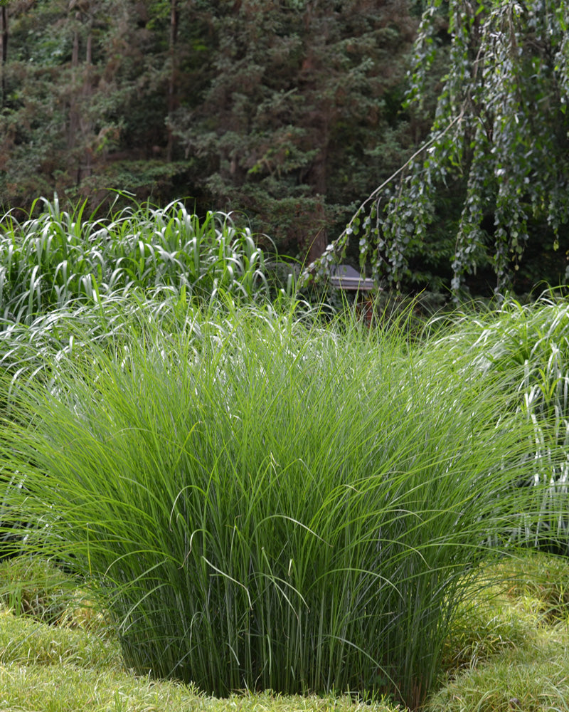 feey-miscanthus-strictus-ziergras-winterhart-1-2-m image 2