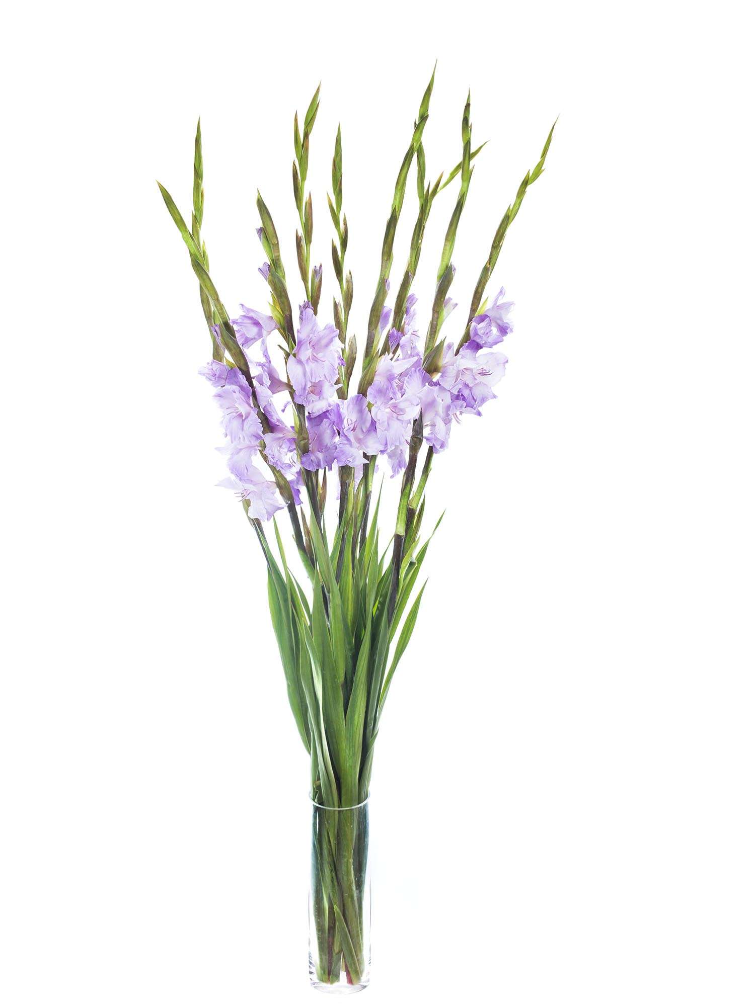 blumigo-gladiolen-milka-schnittblumen-hell-violett image 2