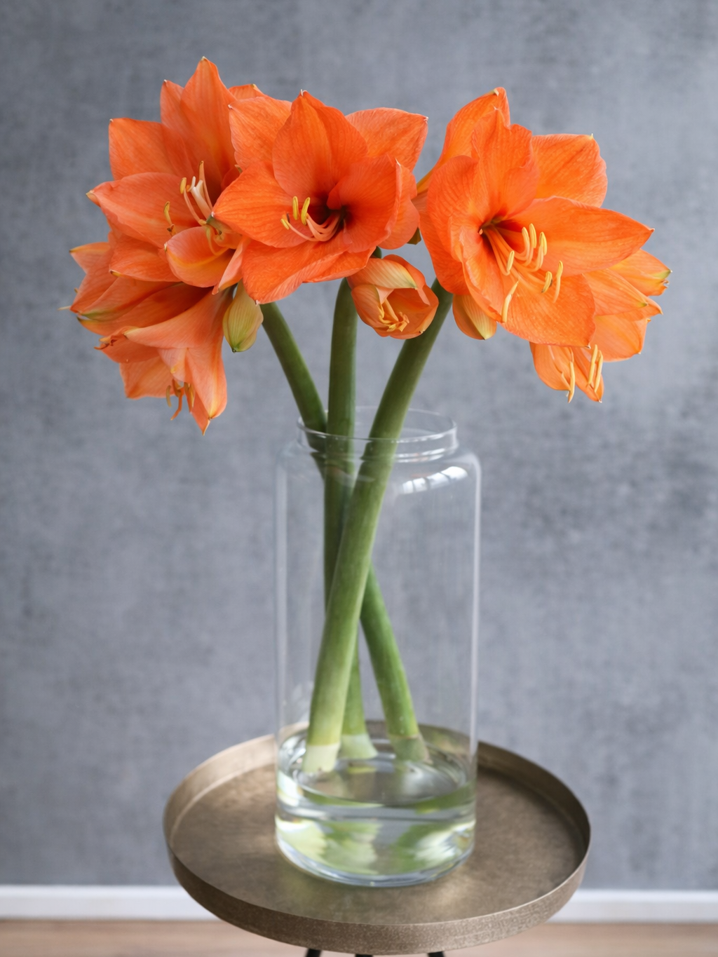 blumigo-amaryllis-naranja-schnittblume-orange image 2