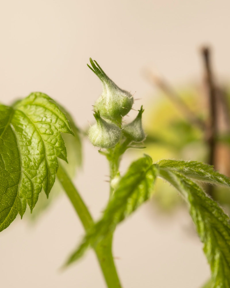 feey-amsterdam-himbeere-trio-rubus-essbar-o-topff image 7
