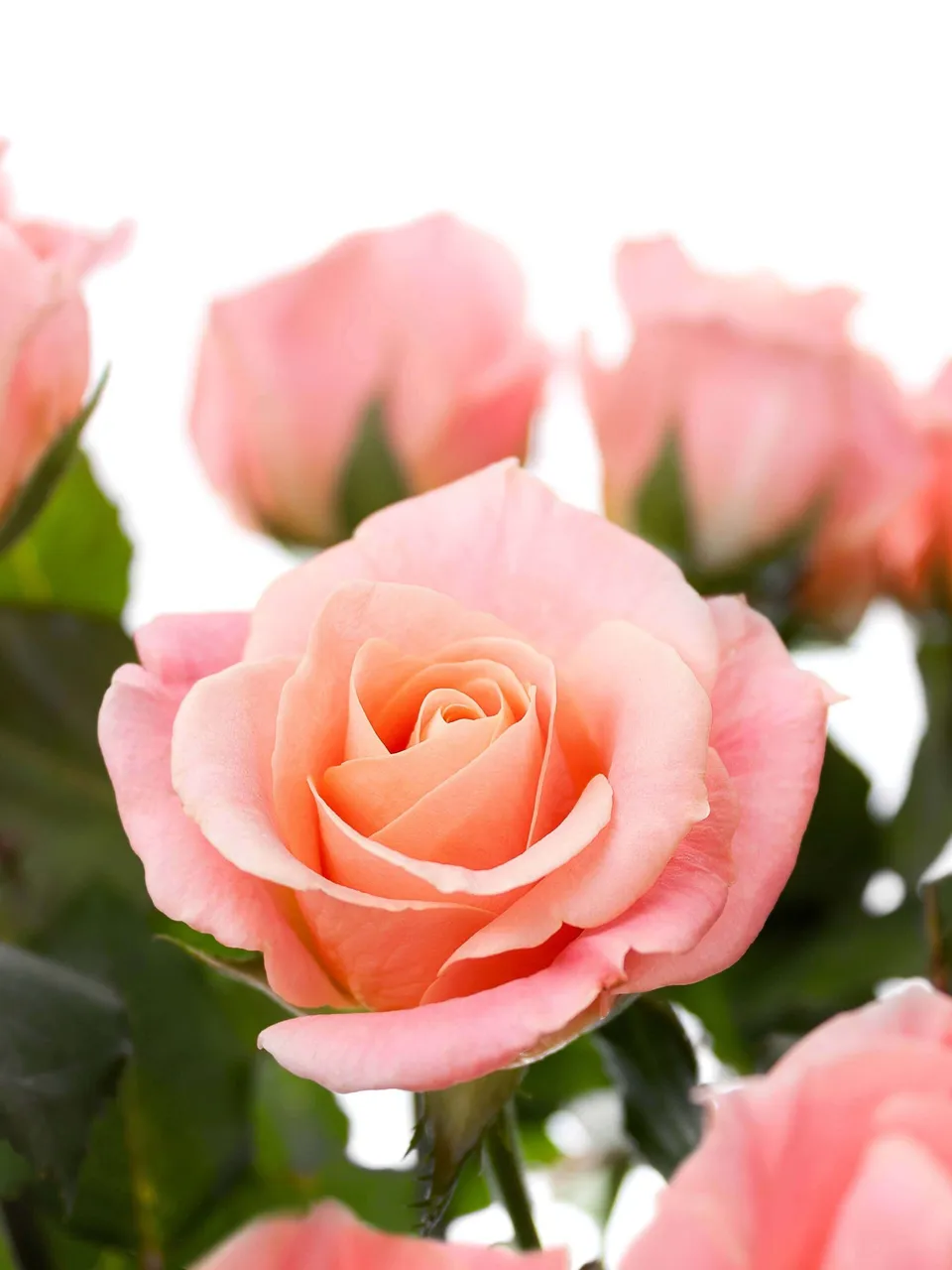 blumigo-rosen-miss-piggy-rosen-apricot-frisch-schnittrose image 1