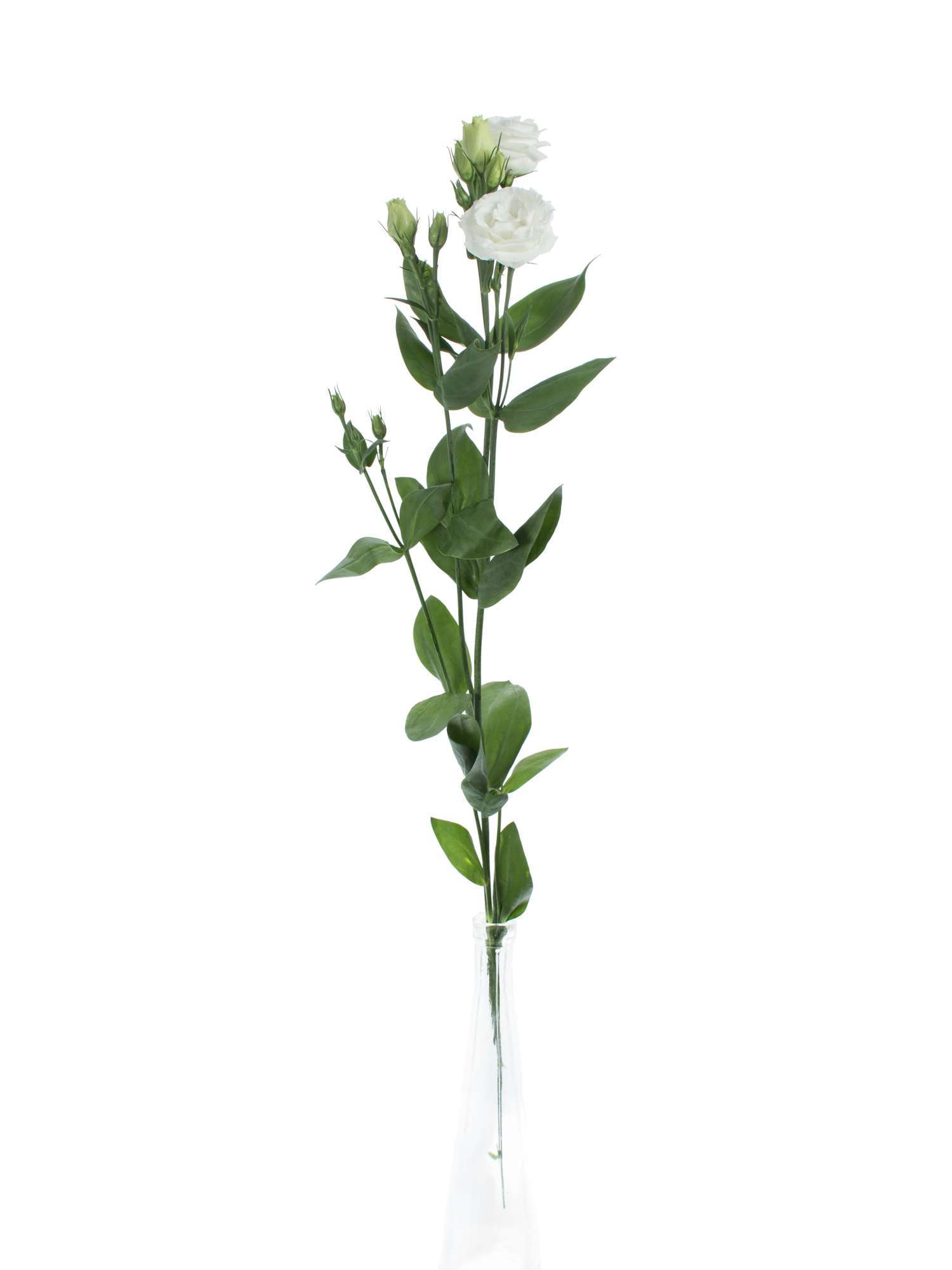 blumigo-lisianthus-rosita-white-schnittblume-wei-rosenartig image 7