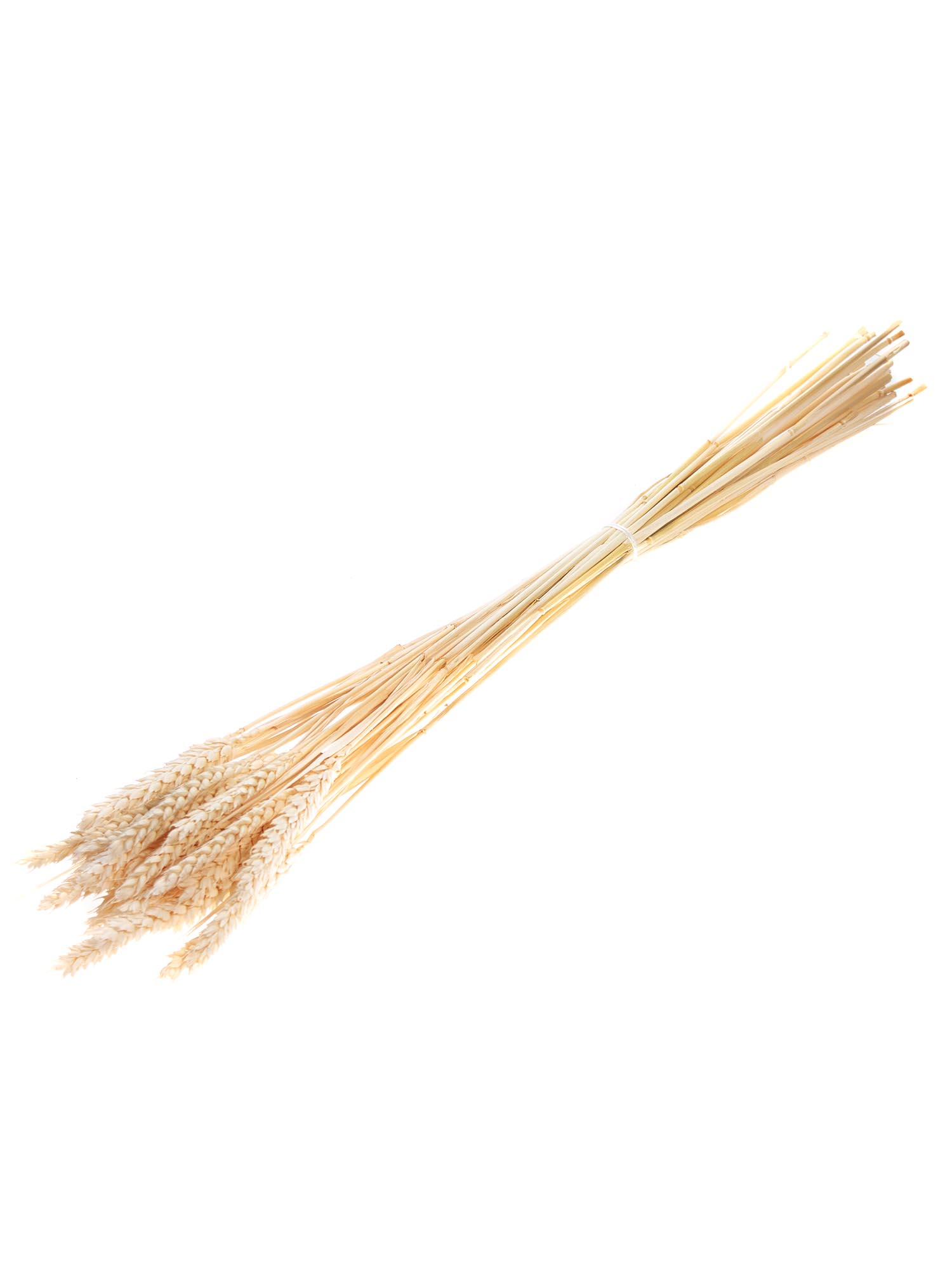 blumigo-trockenblumen-triticum-weizen-gebleicht-creme image 3