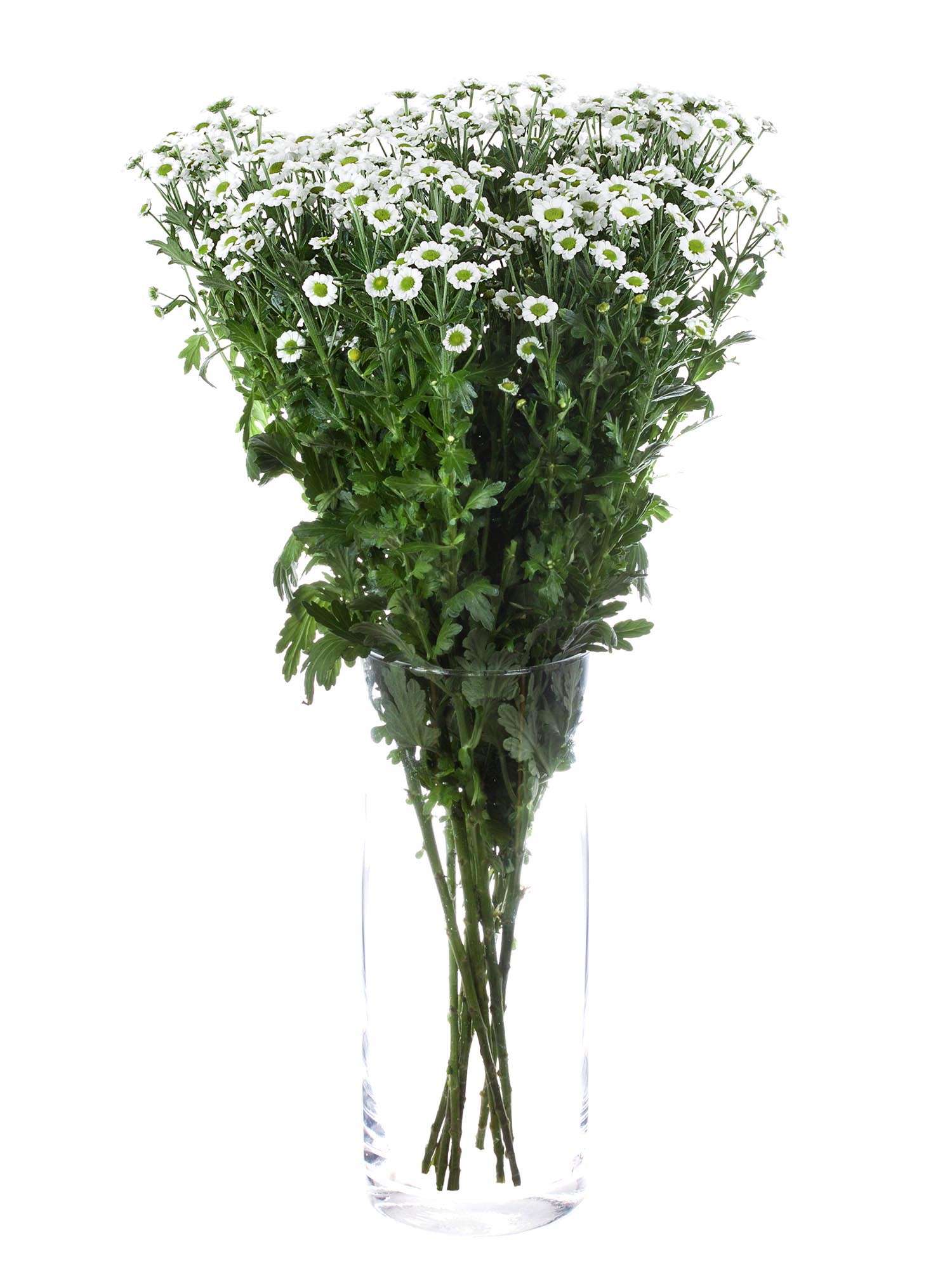 blumigo-chrysanthemen-little-white-schnittblume-wei-gr-n image 2