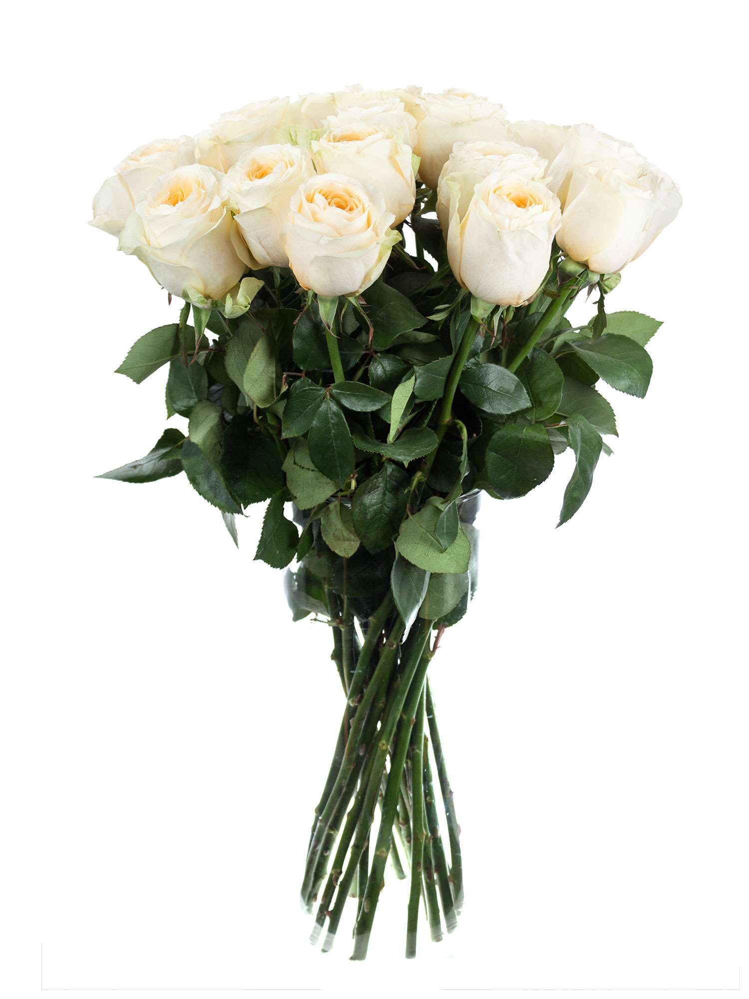 blumigo-rosen-buttercup-rose-creme-apricot image 2