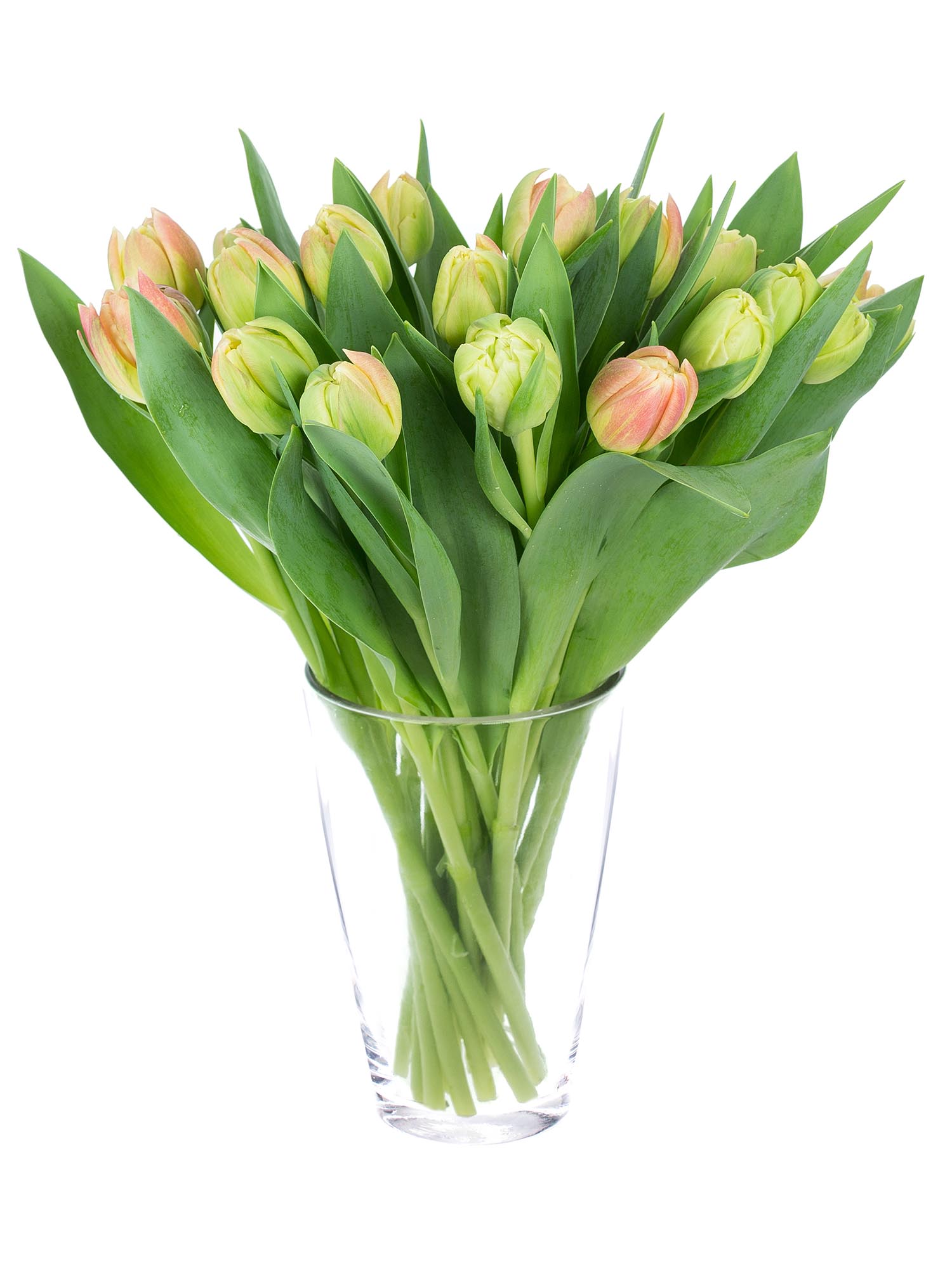 blumigo-tulpen-libretto-double-apricot-rosa-gef-llt image 2