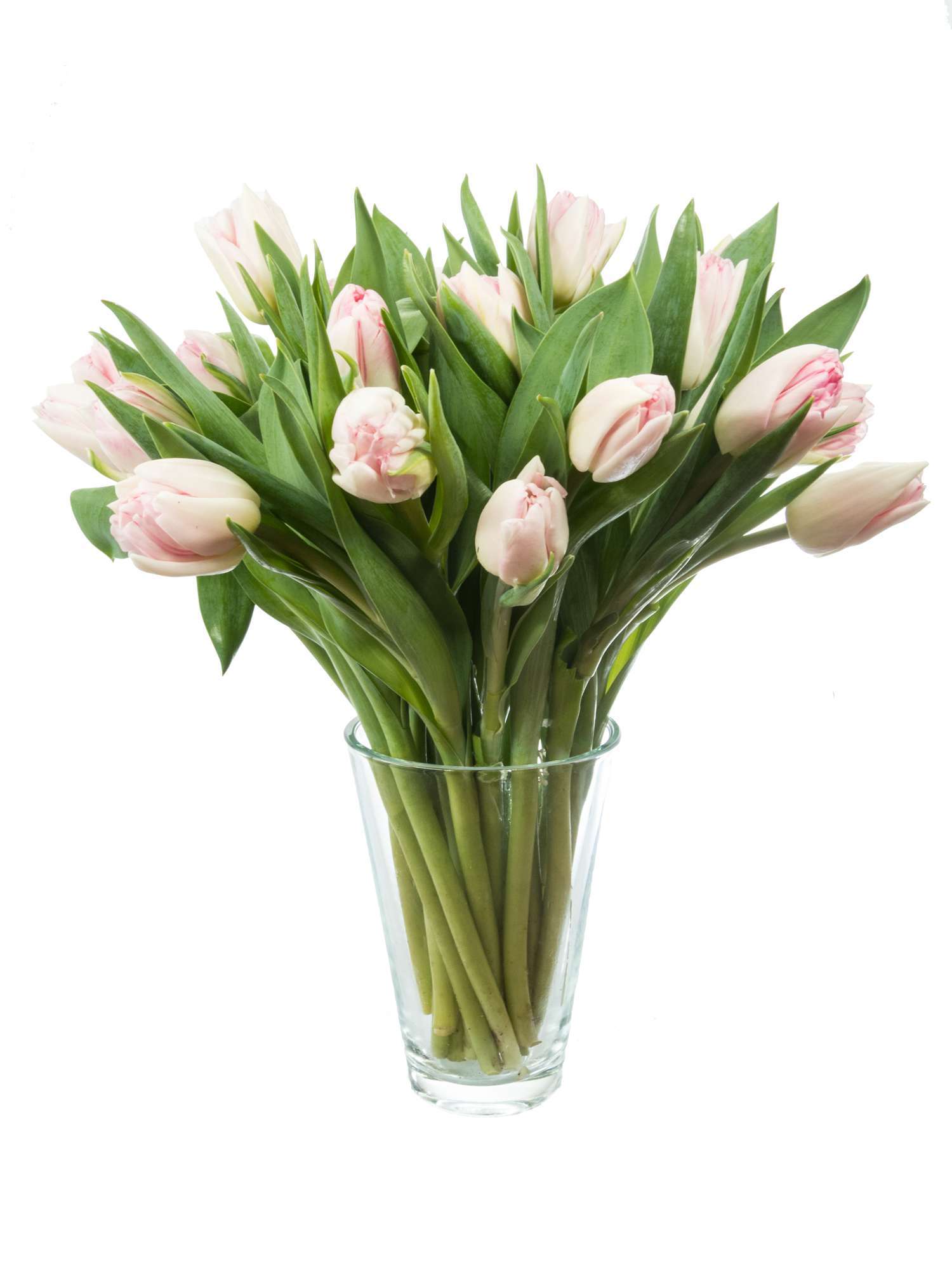 blumigo-tulpen-foxtrot-gef-llt-rosa-wei-schnittblumen image 2
